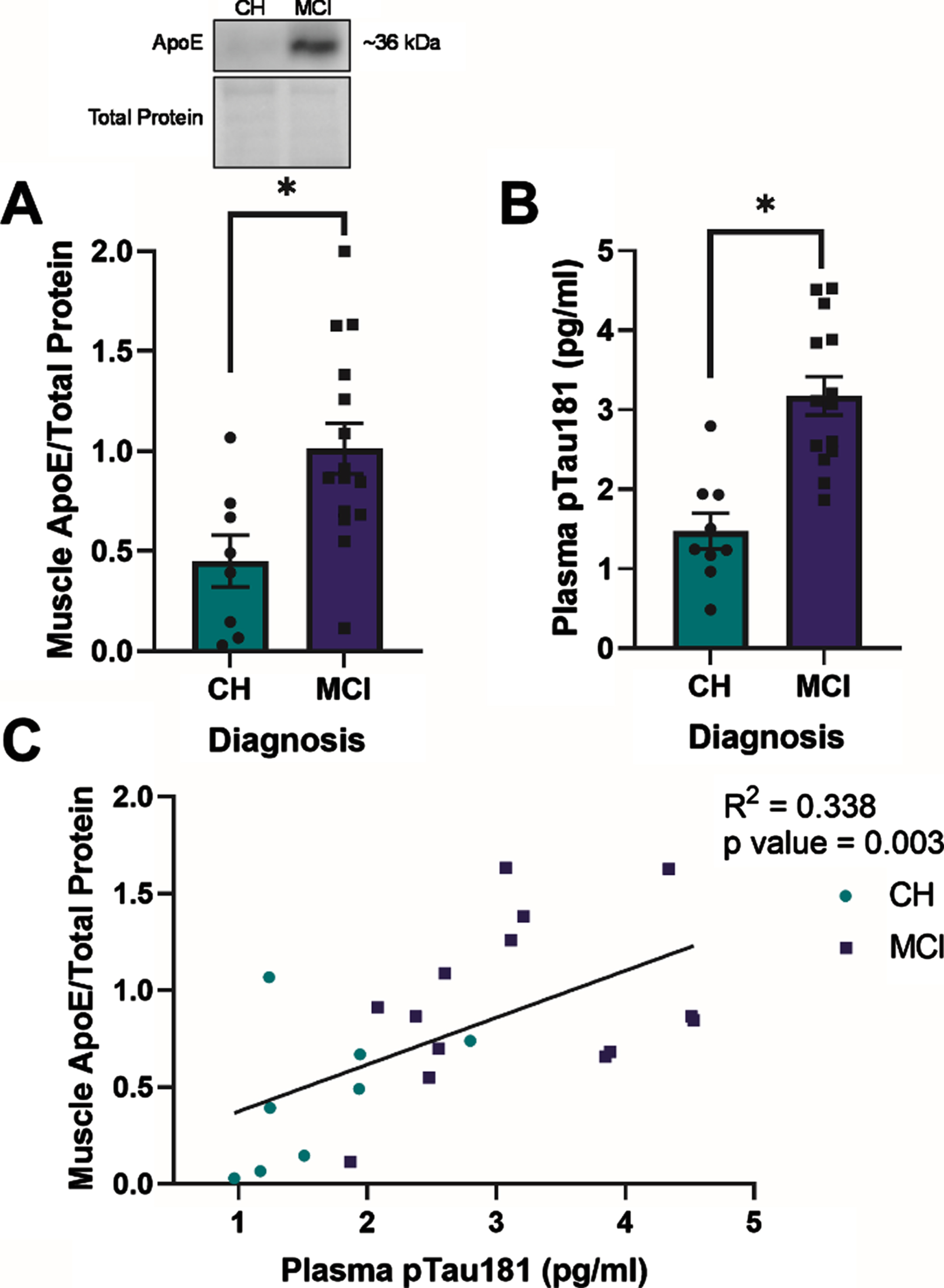 Apolipoprotein E (ApoE) expression in skeletal muscle and plasma phosphorylated tau181 (pTau181) expression are elevated in apolipoprotein ɛ4 (APOE4) carriers with mild cognitive impairment (MCI) and are positively correlated in all APOE4 carriers. Mean muscle ApoE±standard error measured by Western blot in relationship to diagnostic status (A). Plasma pTau181±standard error measured by Simoa-HDX immunoassay in relationship to diagnostic status (B). ApoE muscle content in relationship to plasma pTau181 levels (C). CH, cognitively healthy older adults; MCI, mild cognitive impairment. CH APOE4 carriers (n = 8-9), MCI APOE4 carriers (n = 14-15). *p < 0.001.