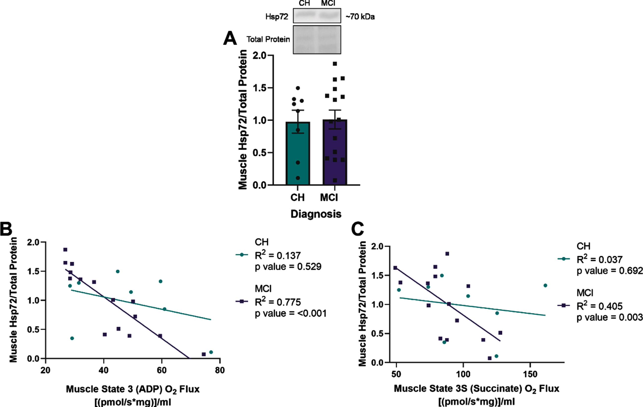Heat shock protein 72 (Hsp72) expression negatively correlates with lipid-stimulated mitochondrial respiration in skeletal muscle of apolipoprotein ɛ4 (APOE4) carriers with mild cognitive impairment (MCI). Mean muscle Hsp72±standard error measured by Western blot in relationship to diagnostic status (A). Muscle Hsp72 in relationship to muscle State 3 (ADP) O2 flux (B) or State 3S (Succinate) O2 flux (C) measured by Oroboros. CH, cognitively healthy older adults; MCI, mild cognitive impairment. CH APOE4 carriers (n = 8), MCI APOE4 carriers (n = 15).