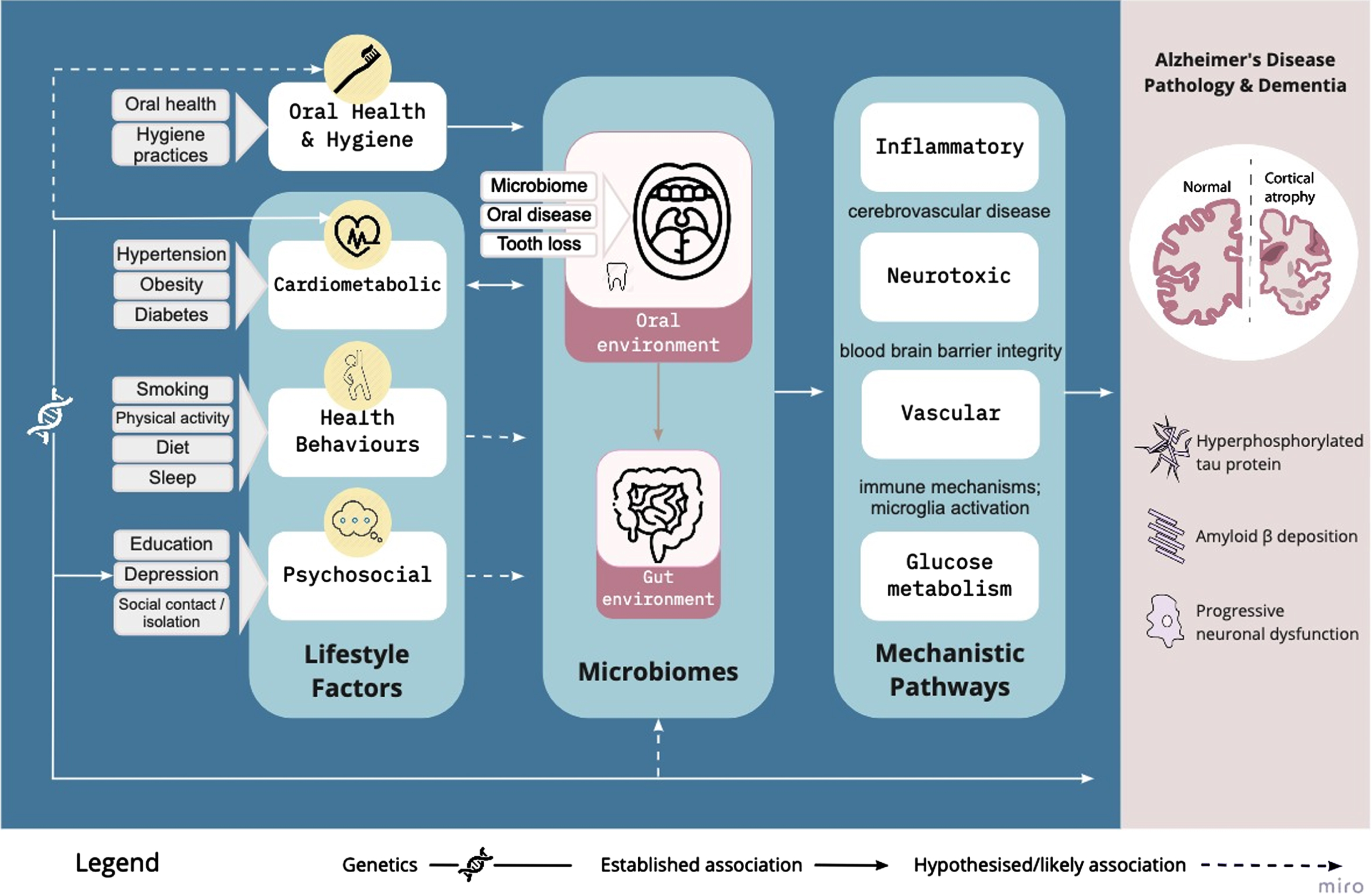Conceptual framework in which the oral microbiome is a plausible causal intermediary between established lifestyle factors and AD risk, via vascular, inflammatory/immune, neurotoxic, and glucose metabolism pathways. The weight of the connecting lines reflect the strength of evidence linking the lifestyle factors to the oral microbiome, and we propose that oral health and hygiene warrants consideration as an additional risk modifier.