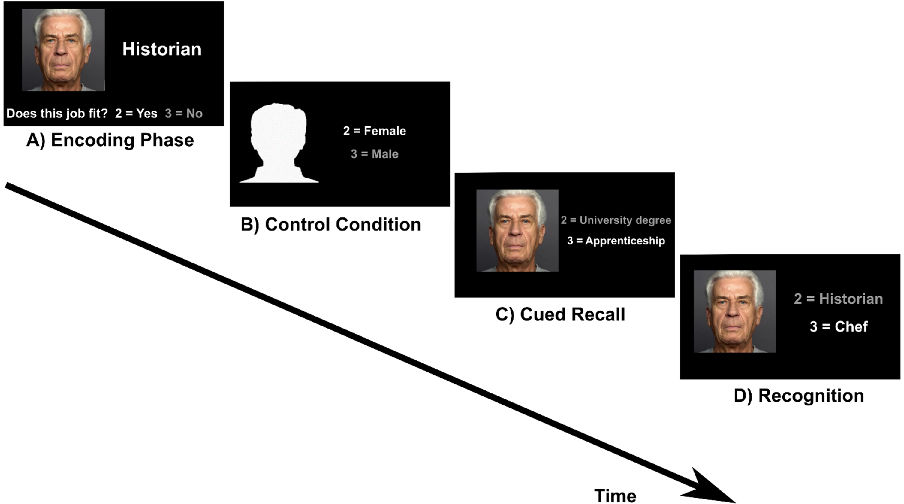 Face-occupation task. A) Encoding: participants were asked whether a face matches an occupation (subjective rating) B) Control condition: participants were asked to indicate whether a male or female silhouette is shown. C) Cued recall: a face from the encoding condition was presented as cue and participants indicated whether the occupation of the presented person requires a university degree or an apprenticeship. D) Recognition: participants had to choose the correct job between two different options.