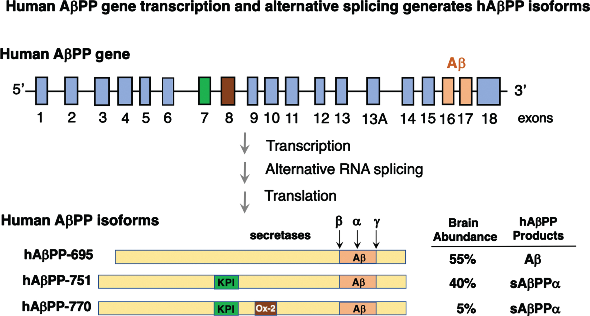 Human AβPP gene transcription and alternative splicing generates AβPP isoforms. The hAβPP gene structure consists of 18 exons with introns [23]. The Aβ, KPI (kunitz protease inhibitor), and Ox-2 domains are encoded by exons 16-17, exon 7, and exon 8, respectively. Alternative RNA splicing of the gene transcript generates three main hAβPP isoforms of hAβPP-695, hAβPP-751, and hAβPP-770 that all contain the Aβ domain. The hAβPP-751 and hAβPP-770 isoforms contain the KPI domain. The hAβPP-770 isoform includes the Ox-2 domain. In brain, hAβPP-695 is the most abundant isoform and is present in neurons for production of amyloidogenic Aβ by β-secretase and γ-secretase [22–24]. The hAβPP-751 and hAβPP-770 isoforms are present at low levels in brain [21, 23–26], and are converted to non-amyloidogenic sAβPPαby α-secretase cleavage [27, 38].