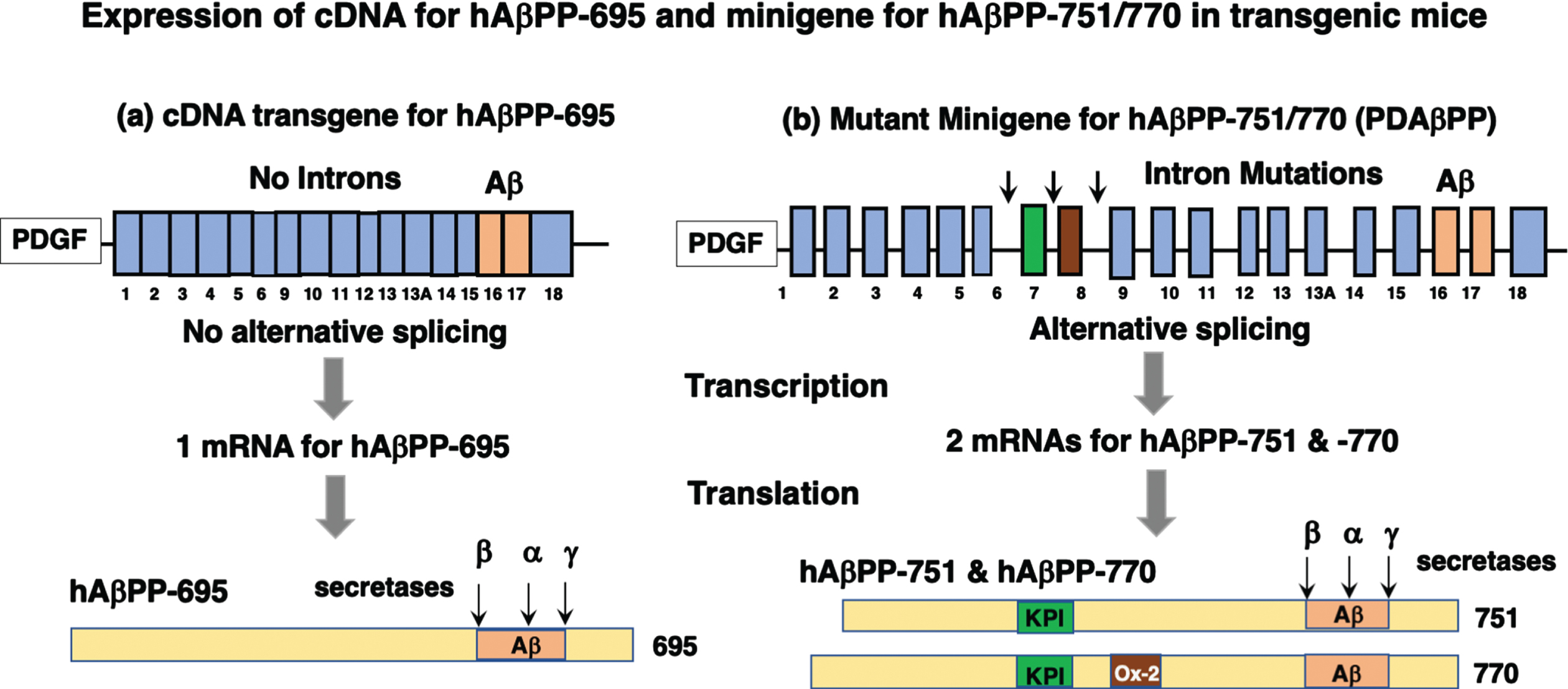 Human AβPP cDNA and minigene expression of hAβPP-695 and hAβPP-751/770 isoforms. (a) cDNA expression of hAβPP-695. The Hook group expressed the cDNA of hAβPP-695 in mouse studies of CTSB KO [7, 10, 15]. (b) Mutant minigene expression of hAβPP-751/770. In contrast, the Gan group expressed a minigene of hAβPP-751/770 with mutations in introns between exons 6 and 9 (indicated by arrows) [16, 17, 23]. The minigene produced multiple RNAs, underwent alternative splicing, and produced 45.8% hAβPP-770, 46.7% hAβPP-751 and 7.5% hAβPP-695 [23]. But normal brain produces much higher levels of hAβPP-695 than hAβPP-751/770 [21, 24].