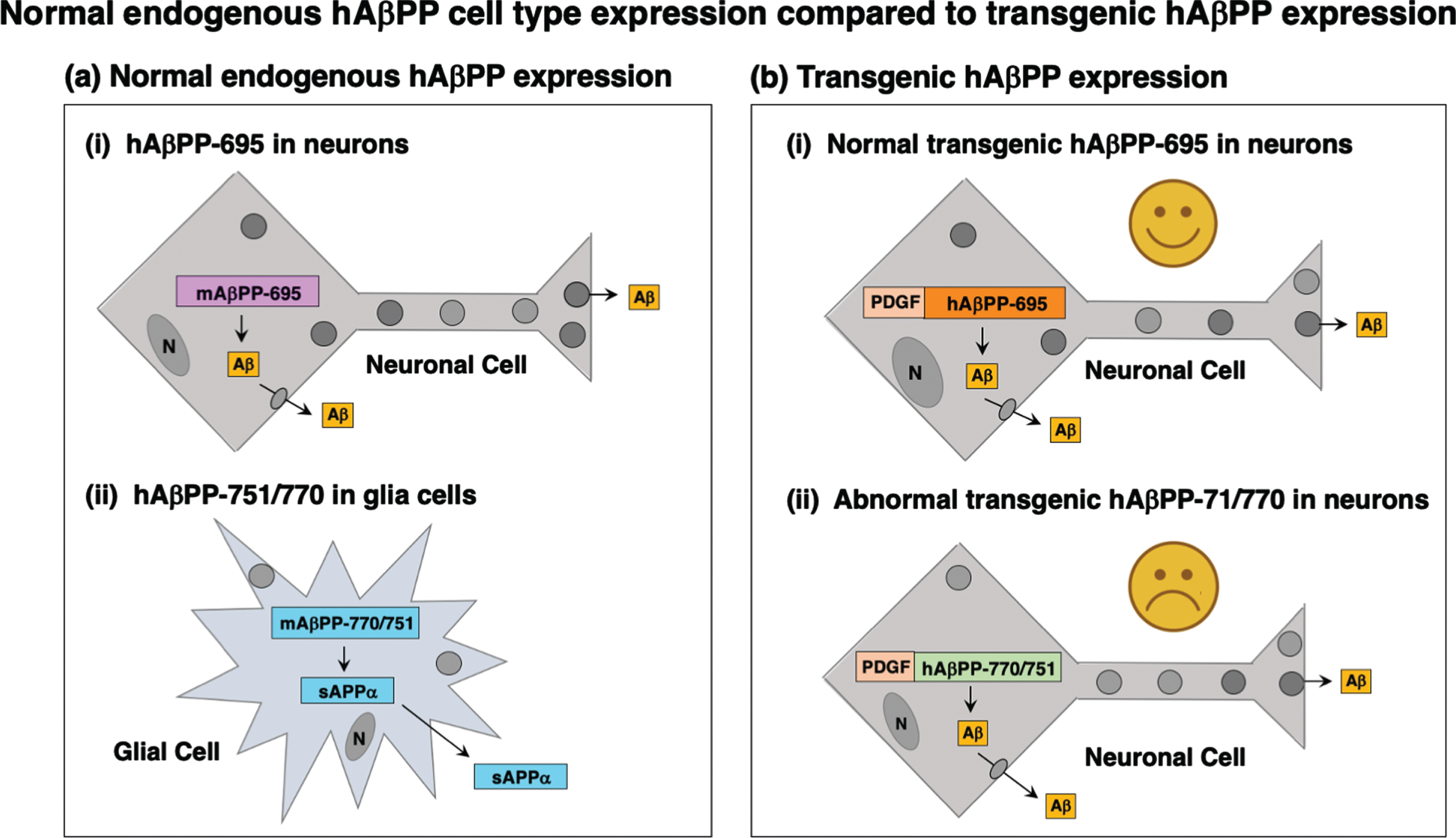 Normal hAβPP-695 expression in neurons and hAβPP-751/770 in glia cells, but abnormal hAβPP-751/770 transgene expression in neurons. (a) Normal endogenous expression of hAβPP isoforms. The hAβPP-695 isoform is exclusively expressed in neurons for Aβ production [22–24], and the hAβPP-751/770 isoforms are normally expressed in glia cells [27, 28]. (b) Transgenic expression of hAβPP-695 in its normal neuronal cell type, but abnormal expression of hAβPP-751/770 in neurons. Expression of the hAβPP-695 under the control of the PDGF promoter results in expression in neurons, the normal cell type for this isoform as conducted by the Hook group [7, 10, 15]. But PDGF driven expression of hAβPP-751/770 results in abnormal expression in neurons [16, 17, 23], rather than in the normal location of glia cells [27, 28].