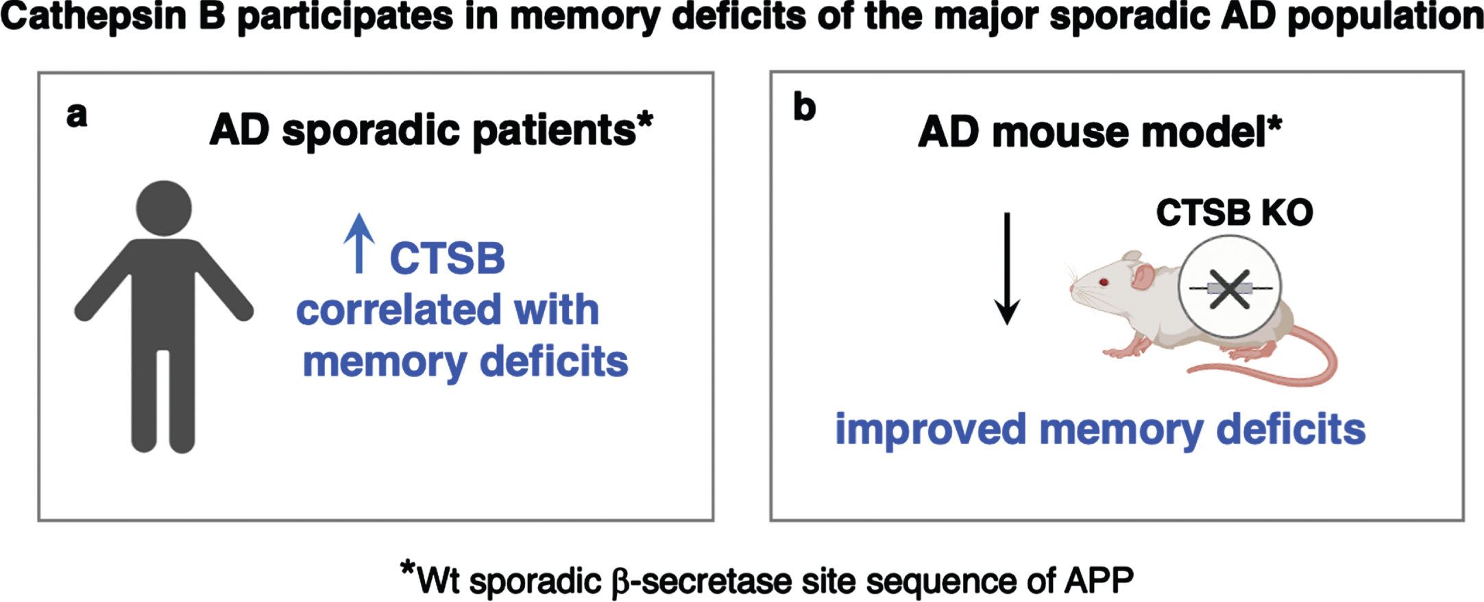 Cathepsin B participates in memory deficits of the major sporadic Alzheimer’s population. (a) CTSB elevation in Alzheimer’s disease (AD) patients correlates with cognitive deficits. Increased levels of CTSB were observed in sporadic AD [1, 2, 4], the major population of AD. Significantly, elevated CTSB was found to be significantly correlated with cognitive decline in AD patients [1]. (b) CTSB gene knockout in animal models of AD results in improved memory deficits. In the AD mouse model expressing hAβPP-695, CTSB gene knockout resulted in substantial improvement in memory deficits [7]. Furthermore, knockout of CTBS in the periodontitis model of AD resulted in improved memory deficits in middle-aged mice [8].