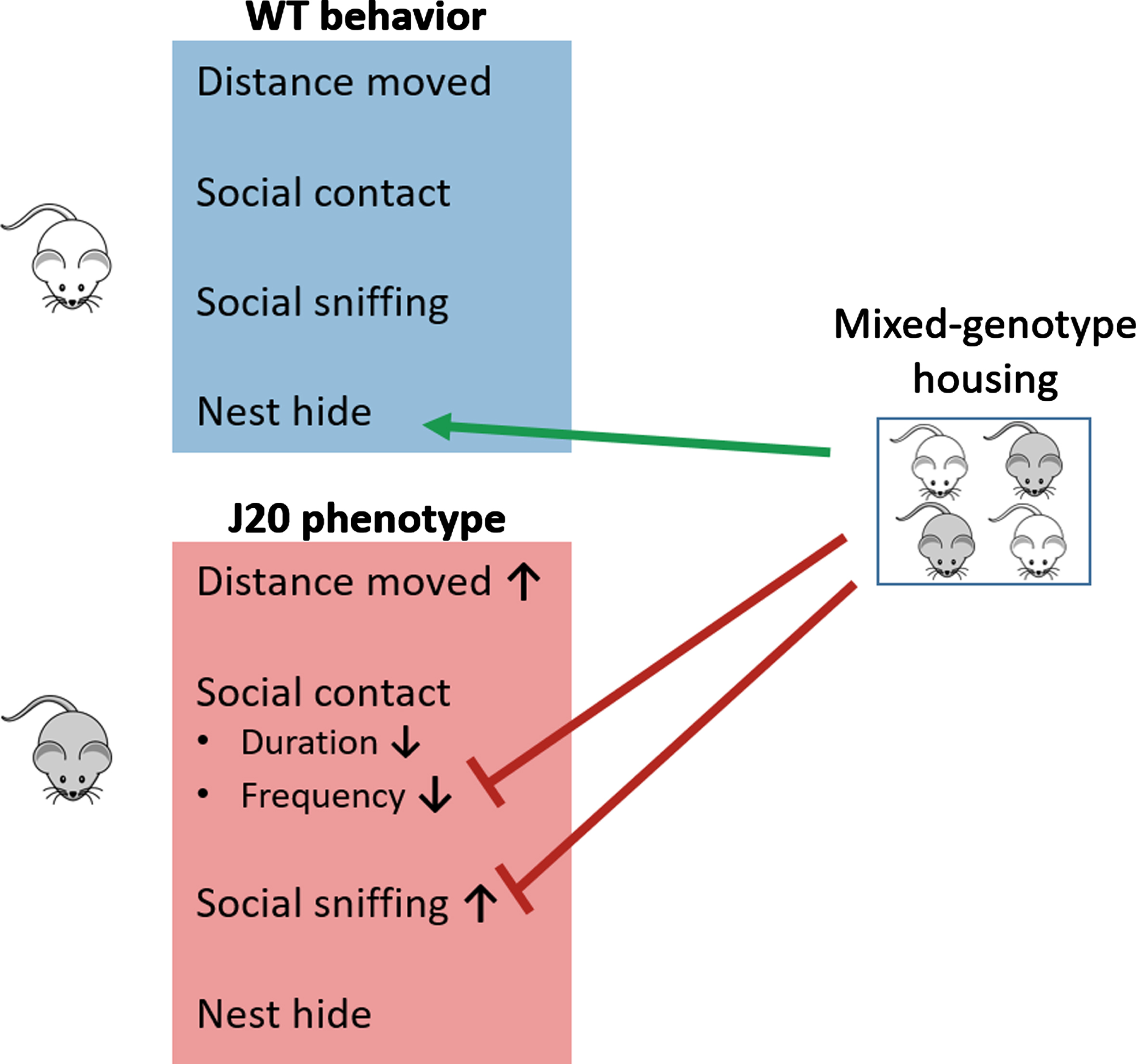 Visual summary of the results. In contrast to WTsame mice, the J20 phenotype encompasses increased distance moved, reduced social contact duration and frequency, and increased social sniffing duration. Mixed-genotype housing increased nest hide of WT mice, increased the social contact frequency of J20 mice and reduced the social sniffing phenotype of J20 mice to a level that their sniffing duration is lower compared to J20same mice and similar to that of WTmix mice.