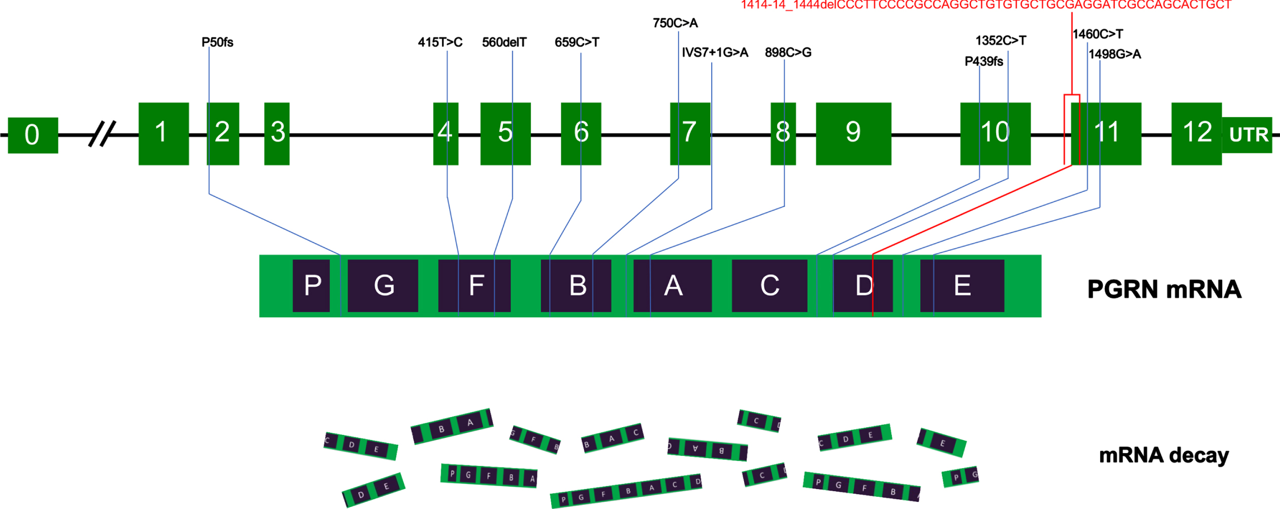 Schematic representation of GRN mutations in China. The schematic representation of the 12 coding exons (green boxes) and UTR of GRN shows all pathogenic mutations identified in Chinese patients reported to date. Most of the mutations cause premature termination of the coding sequence, leading to the degradation of the mutant GRN mRNA by nonsense-mediated decay. The c.1414-14_1444del mutation identified in this study is indicated in red.