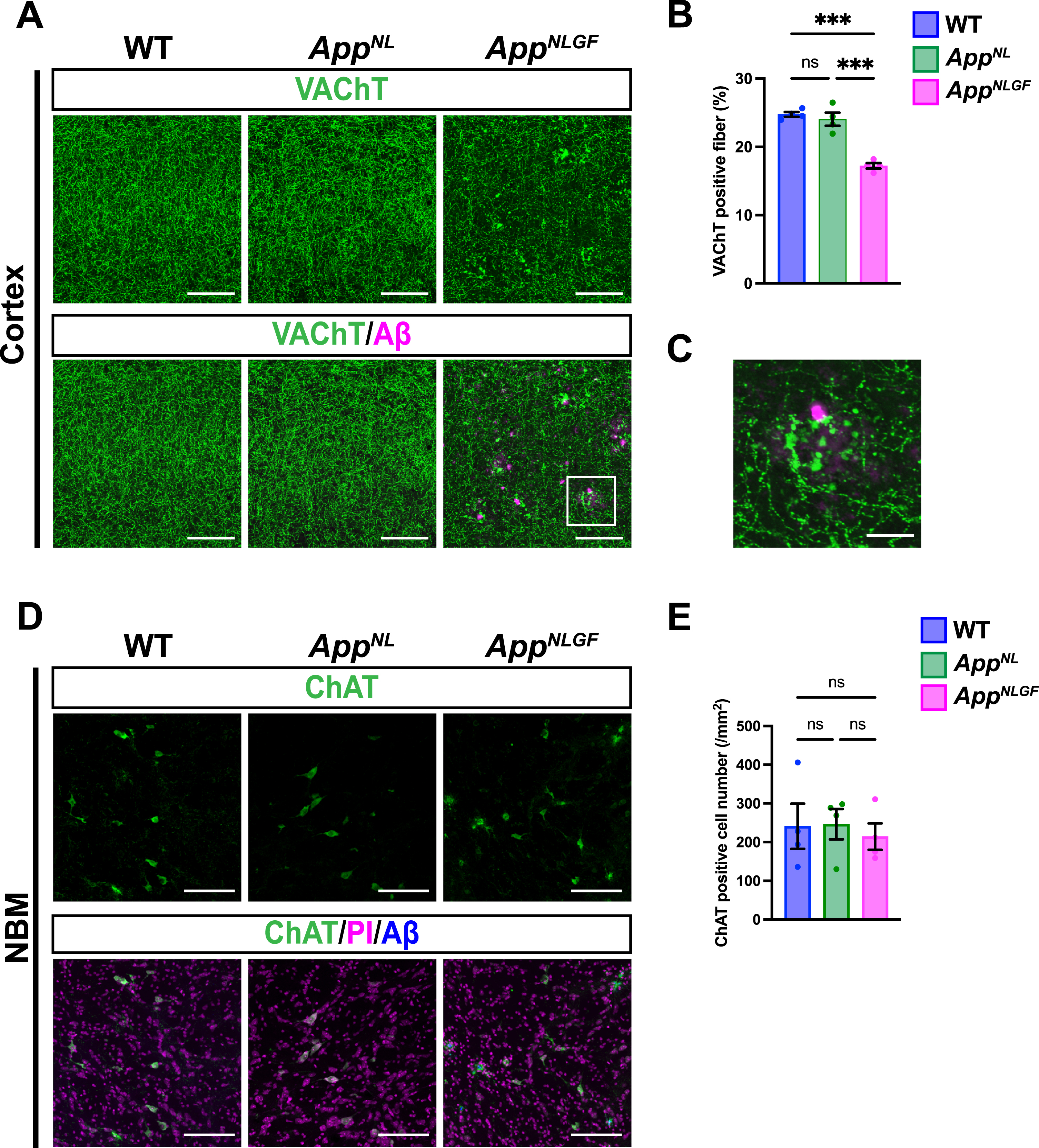The density of cholinergic axons is significantly reduced in the cortex of AppNLGF mice. (A) Representative images of the cortex from frozen coronal brain sections immunostained with antibodies against VAChT (green). FSB was used for detecting Aβ plaques (magenta). Scale bars, 100μm. (B) VAChT immunoreactivity was quantified and expressed as positive area (%). n = 4 /group. ***p < 0.001. (C) A higher magnification of framed region indicated in A. Scale bar, 20μm. (D) Representative images of the NBM from frozen coronal brain sections immunostained with antibodies against ChAT (green) were shown (magenta indicated PI staining). FSB was used for detecting Aβ plaques (blue). (E) The number of ChAT-positive cells was counted and expressed as cell number per area (/mm2). Scale bar, 100μm. n = 4 /group. ns, not significant.