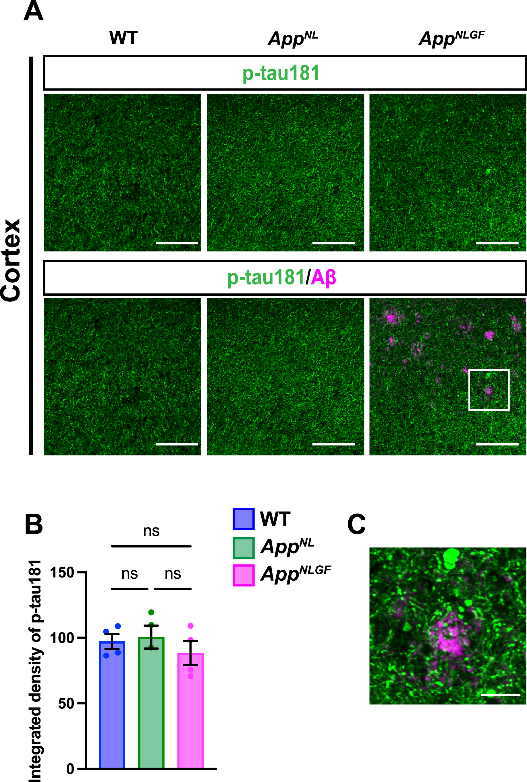 The density of p-tau181 signals is not significantly reduced in the cortex of AppNLGF mice. (A) Representative images of the cortex from frozen coronal brain sections immunostained with antibodies against p-tau181 (green) and Aβ (magenta). Scale bars, 100μm. (B) P-tau181 immunoreactivity was quantified and expressed as relative percentage to WT. n = 4 /group. ns; not significant. (C) A higher magnification of framed region indicated in A. Scale bars, 20μm.
