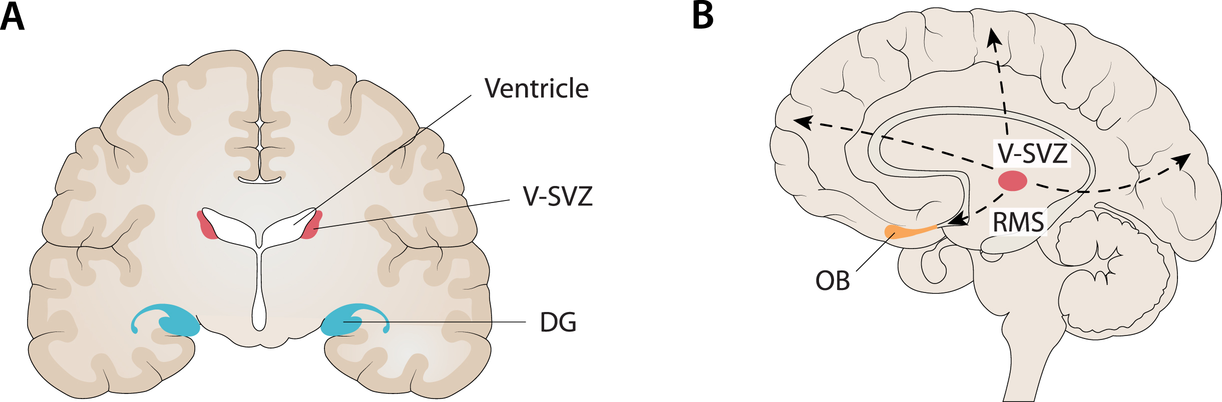 Compatibility between the localization of the main niches of adult neurogenesis and the core regions targeted in AD. A) One of the main niches of adult neurogenesis is the sub-granular zone (SGZ) of the dentate gyrus (DG) in the hippocampus. At the same time, the hippocampus is the first major region targeted in AD, especially when late-onset AD (LOAD) is considered. B) Another main niche in adult neurogenesis is the ventricular subventricular zone (V-SVZ) along the lateral ventricles. From this niche, through several long migrations to the cortex (dashed lines), it is possible to reach every cortical region (e.g., frontal, fronto-parietal, occipital) that is targeted by AD, especially when considering early-onset AD (EOAD) and syndromic variants of AD. In addition, it is noteworthy that the olfactory bulb (OB) is the end point of neuroblasts migrating from the V-SVZ along the rostral migratory stream (RMS) and, at the same time, many findings support an early involvement of this region in AD. Figure 2 was produced by Antonio Garcia, scientific illustrator from Bio-Graphics.