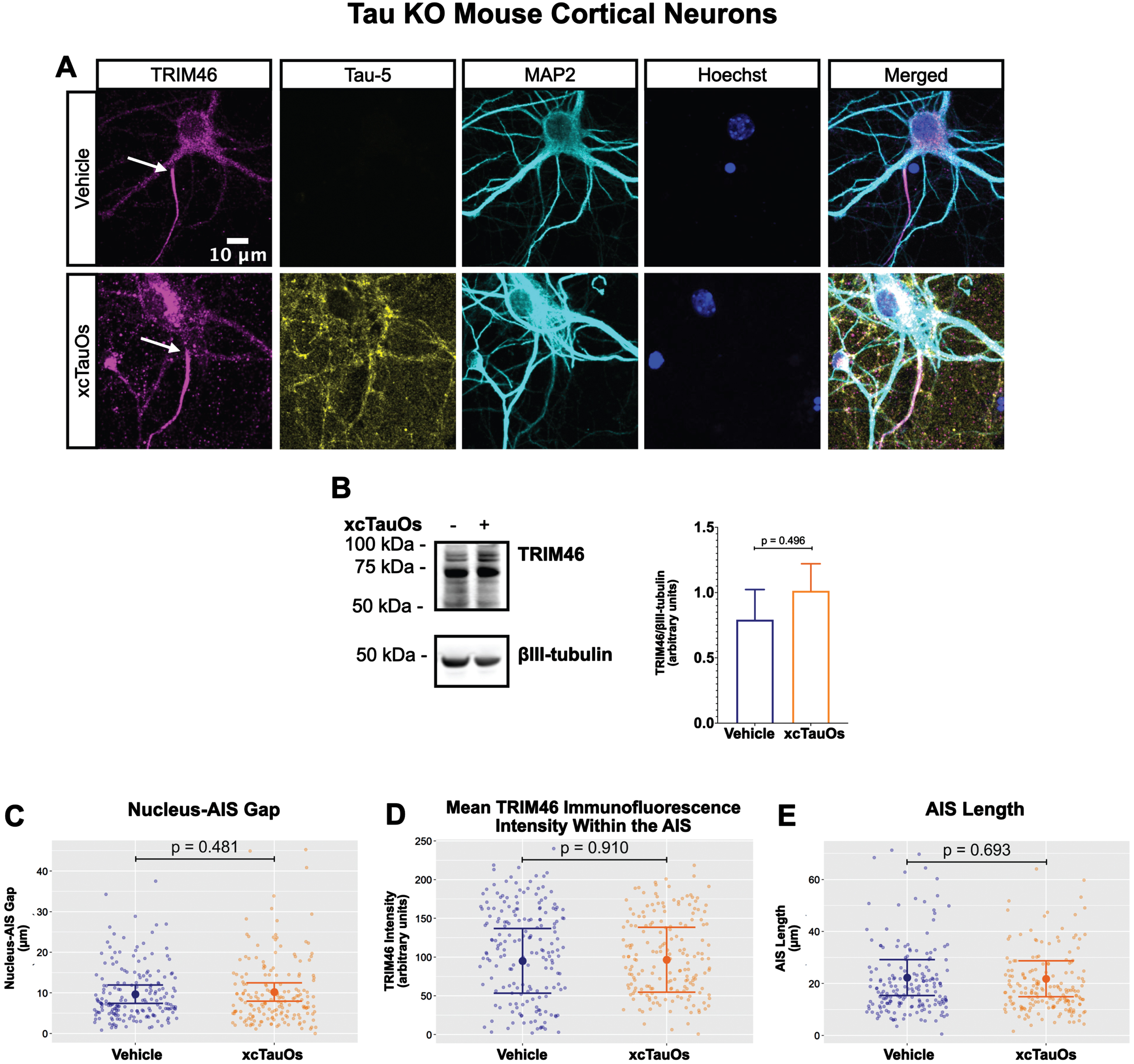 xcTauOs do not affect the AIS in tau KO neurons. A) Localization of TRIM46 (white arrows indicate proximal AIS ends), tau (Tau-5), somatodendritic compartment (MAP2), and nuclei (Hoechst) in primary tau KO mouse cortical neuron cultures. B) Quantitative western blotting of unfractionated tau KO cultures probed with anti-TRIM46, and as a loading control, the neuron-specific anti-βIII-tubulin. p-values are based on two-tailed unpaired t-tests, pooled variance. Bar graph with mean and error bars represent±standard error of the mean. Plots of (C) Nucleus-AIS gap; (D) mean TRIM46 immunofluorescence intensity within the AIS, a surrogate measure of TRIM46 concentration; and (E) AIS length. Graph data were measured from 5-6 biological replicates (independent neuronal culture preparations). Immunofluorescence was performed with 1 technical replicate (independent coverslip) each, which accounted for a total of ∼184 neurons per treatment condition (vehicle or xcTauOs). p-values from mixed model linear regression are indicated. Large dot indicates the predicted mean and error bars represent the 95% confidence interval.