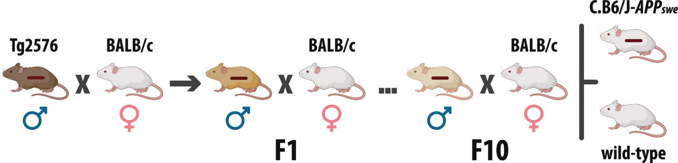 Generation of the C.B6/J-APPswe congenic mouse. The first mating was between Tg2576 males and BALB/c females. Then, from F1 to F10, BALB/c females were mated with male animals of each new generation carrying the transgene. To breed the congenic colony, female studs are obtained mating wild-type mice, while male studs are chosen from the broods used for the experiments. The horizontal bar superimposed on mice represents the transgene.