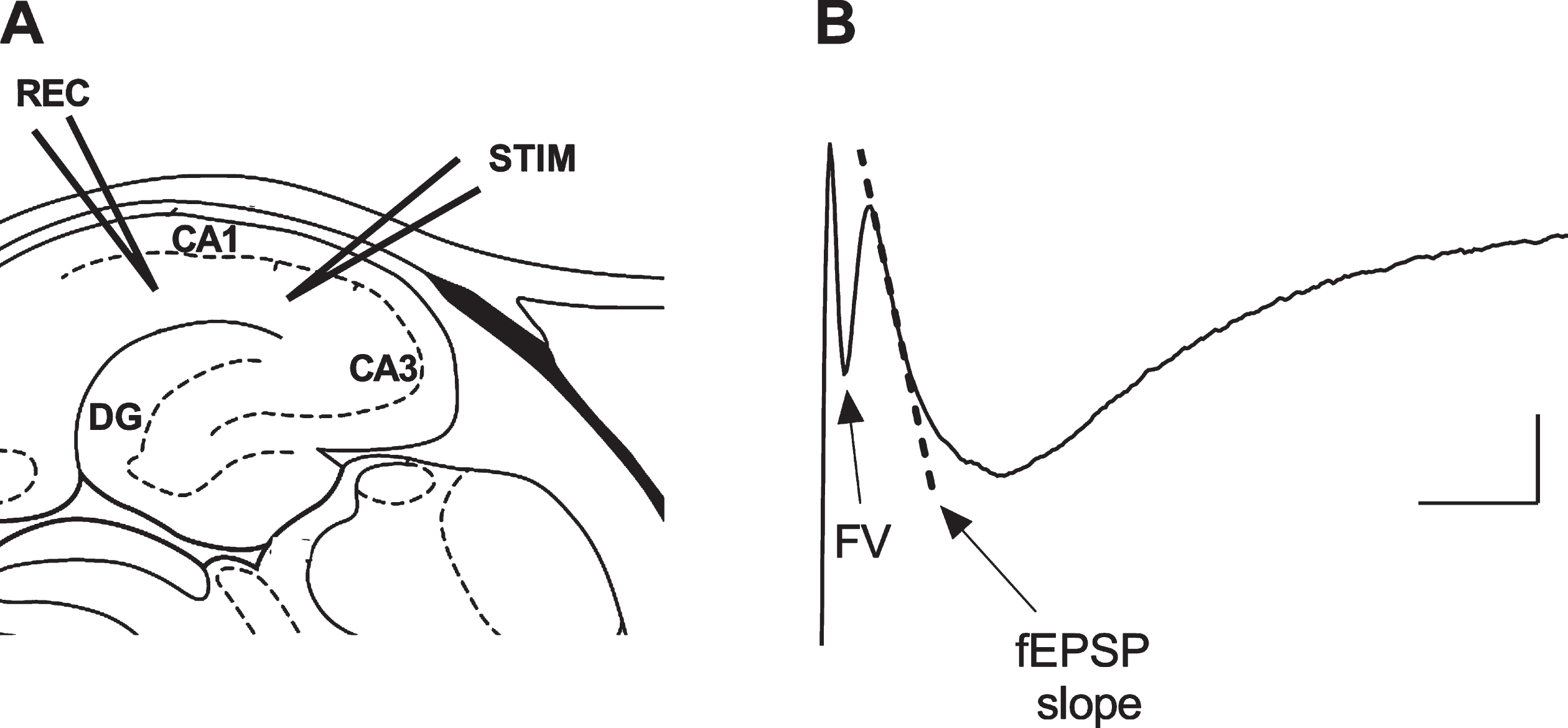 Depiction of the experimental electrophysiological protocol. A) The hippocampal sites of the recording (REC) and stimulating (STIM) electrodes. B) The evoked local field potential signal consisting of fiber volley (FV) and delayed field excitatory post-synaptic potential (fEPSP) components; the dotted line represents the slope of the initial part of the fEPSP used as a measure of synaptic activity in the hippocampal CA1 region. Scale bar: 0.2 mV, 5 ms.