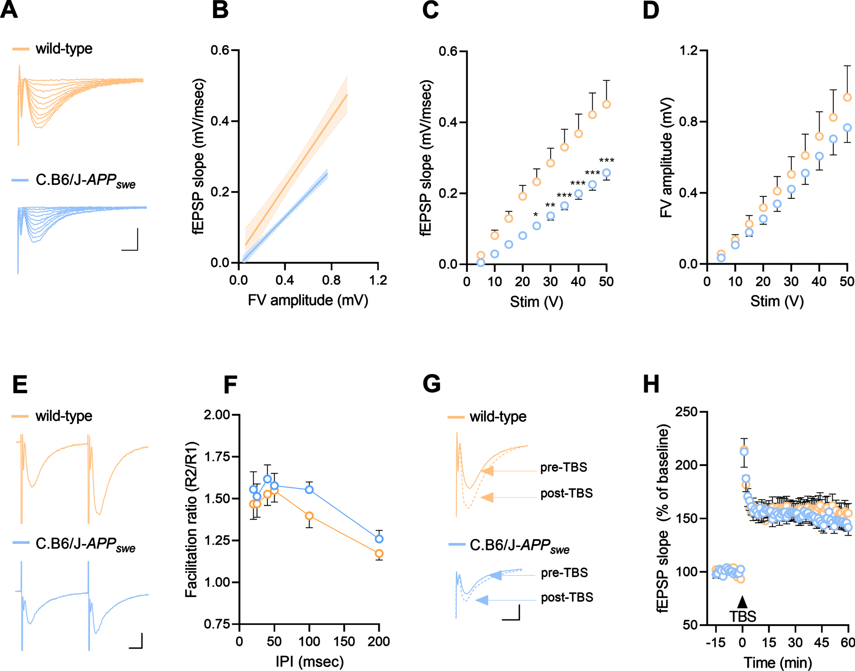 C.B6/J-APPswe mice show impaired synaptic transmission but preserved synaptic plasticity. A) Representative CA1 local field potentials responses obtained with stimulation intensities ranging from 5 through 50 V recorded in wild-type and C.B6/J-APPswe mice. Scale bars = 0.5 mV, 5 ms. B) Linear regression of the input-output curves of wild-type and C.B6/J-APPswe mice obtained plotting field excitatory post-synaptic potential (fEPSP) slope versus fiber volley (FV) amplitude for each stimulus strength. C.B6/J-APPswe mice (18 slices/7 mice) had a significantly lower slope than wild-type animals (15 slices/6 mice). C, D) Relationship between stimulus intensity and fEPSP slope (C) or FV amplitude (D) of wild-type and C.B6/J-APPswe mice. When plotted against stimulus strengths, fEPSP slopes are significantly lower in congenic (18 slices/7 mice) versus wild-type (15 slices/6 mice) mice, while the FV amplitudes showed no significant differences between the two genotypes. E) Representative traces after paired stimulations 50 ms apart in wild-type and C.B6/J-APPswe mice. Scale bars = 0.4 mV, 10 ms. F) Mean ratios of fEPSP slopes at each interpulse interval (IPI) of wild-type and C.B6/J-APPswe mice. No significant differences were found comparing congenic (19 slices/7 mice) and control (15 slices/6 mice) mice. G) Representative fEPSPs recorded during baseline (pre-theta-burst stimulation (TBS)) and 50–60 min after TBS (post-TBS) of wild-type and C.B6/J-APPswe mice. Scale bars = 0.4 mV, 10 ms. H) Time course changes of the average normalized (against baseline) fEPSP slope before and after TBS-induced Long-Term Potentiation in wild-type and C.B6/J-APPswe mice. TBS protocol was delivered at the time indicated by the arrow. No significant differences were found comparing congenic (19 slices/7 mice) and control (14 slices/6 mice) mice. Male (n = 4) and female (n = 3) C.B6/J-APPswe animals as well as male (n = 3) and female (n = 3) wild-type animals were grouped as no differences were found between sexes. Data are expressed as mean±SEM. Two-way ANOVA and Bonferroni’s test: *p < 0.05, **p < 0.01, ***p < 0.001 [versus wild-type mice].
