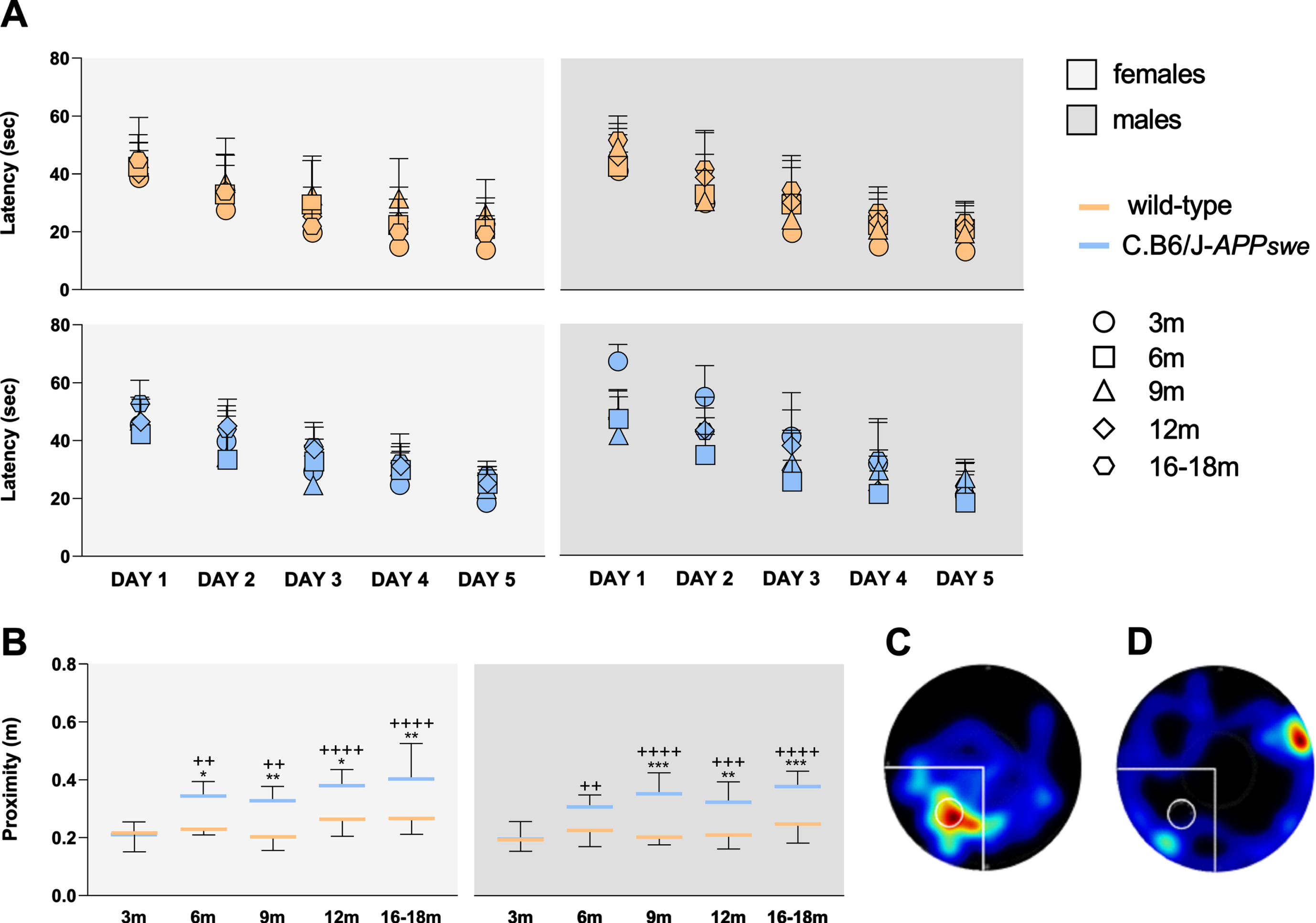 Animals of both genotypes and sexes show no deficits in spatial learning at all ages, while the long-term spatial memory is impaired in C.B6/J-APPswe mice, earlier in females than in males. A) All animals learned the task (i.e., significant reduction from day 1 to day 5 of the time spent to reach the platform). B) Congenic females aged 6, 9, 12 and 16–18 months had significantly higher proximity than age-matched wild-type females, as had congenic males aged 9, 12 and 16–18 months compared to age-matched controls. C, D) Images reported the heatmaps (colors range from blue to red tones due to the progressive increase in time spent in a zone) representing a good performer (C) and a bad performer (D) during the probe phase. The first animal swam almost all its time around the previous position of the platform (white circle), while the latter animal swam mainly outside the target quadrant (white lines). Eight male and eight female animals of each genotype were analyzed per age point. A) Two-way ANOVA for repeated measures and Holm-Sidak test; B) Two-way ANOVA and Tukey’s test. *p < 0.05, **p < 0.01, ***p < 0.001 [C.B6/J-APPswe versus age-matched wild-type mice]; ++p < 0.01, +++p < 0.001, ++++p < 0.0001 [C.B6/J-APPswe mice versus C.B6/J-APPswe mice aged 3 months].