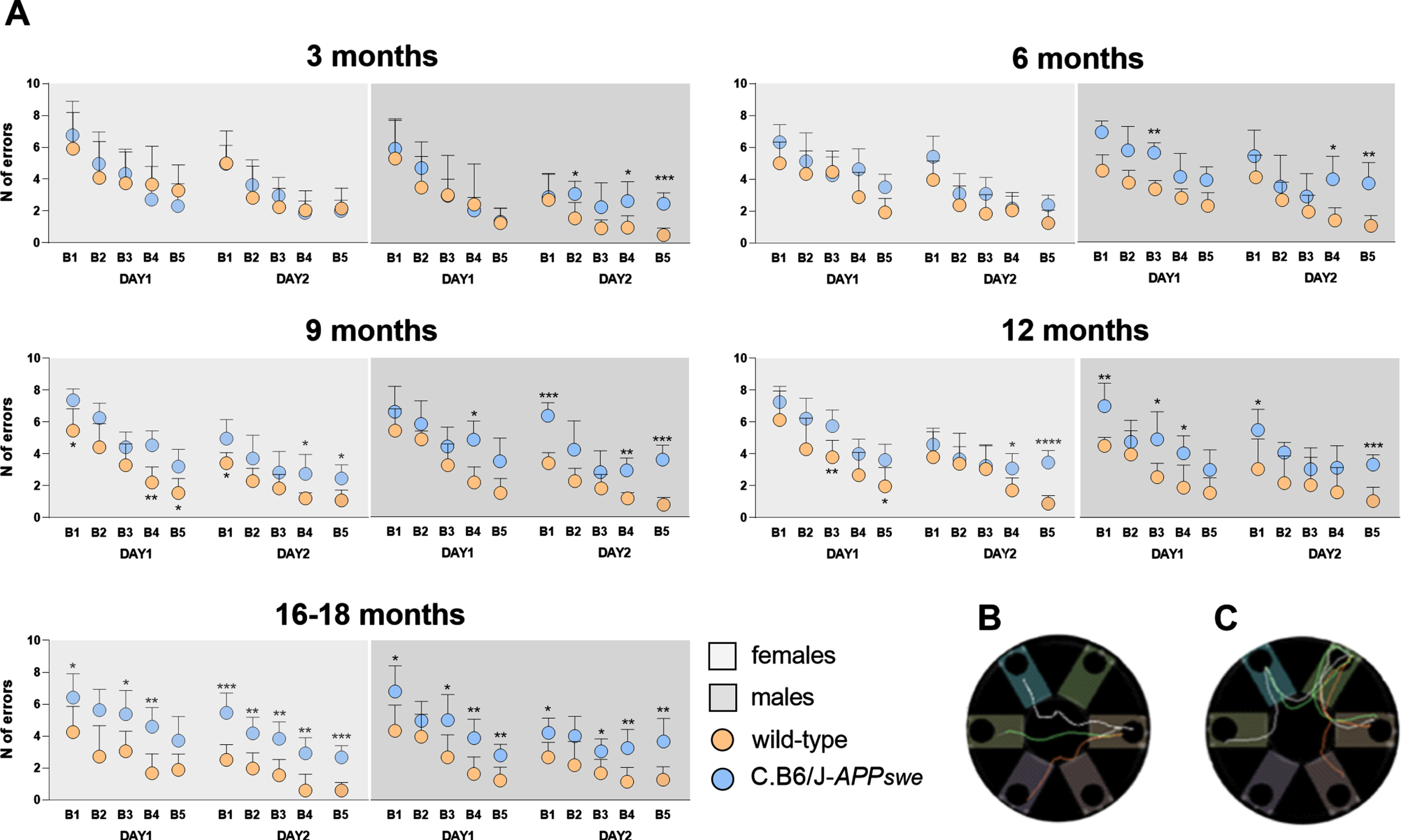C.B6/J-APPswe mice have spatial working memory deficits, whose onset is earlier in males than females and worse during aging. A) Comparing the performances in the Radial Arm Water Maze test of wild-type and C.B6/J-APPswe females, no differences were found at 3 and 6 months of age, but then congenic mice started to make a significantly higher number of errors, worsening to 16–18 months when the significance was reached almost in every block of both days. C.B6/J-APPswe males compared to age-matched wild-type males made a significantly higher number of errors in few blocks already at 3 months of age, then worsening the performance till 16–18 months when the significance was reached almost in every block of both days. B, C) Images reported the tracking profiles during the last three releases of the task. In B is a good performer who made no errors to find the platform; in C is a bad performer who tried to enter several arms before finding the goal one. Eight male and eight female animals of each genotype were analyzed per age point. Two-way ANOVA for repeated measures and Tukey’s test. *p < 0.05, **p < 0.01, ***p < 0.001 [C.B6/J-APPswe versus age-matched wild-type mice]. B1, block 1; B2, block 2; B3, block 3; B4, block 4; B5, block 5.