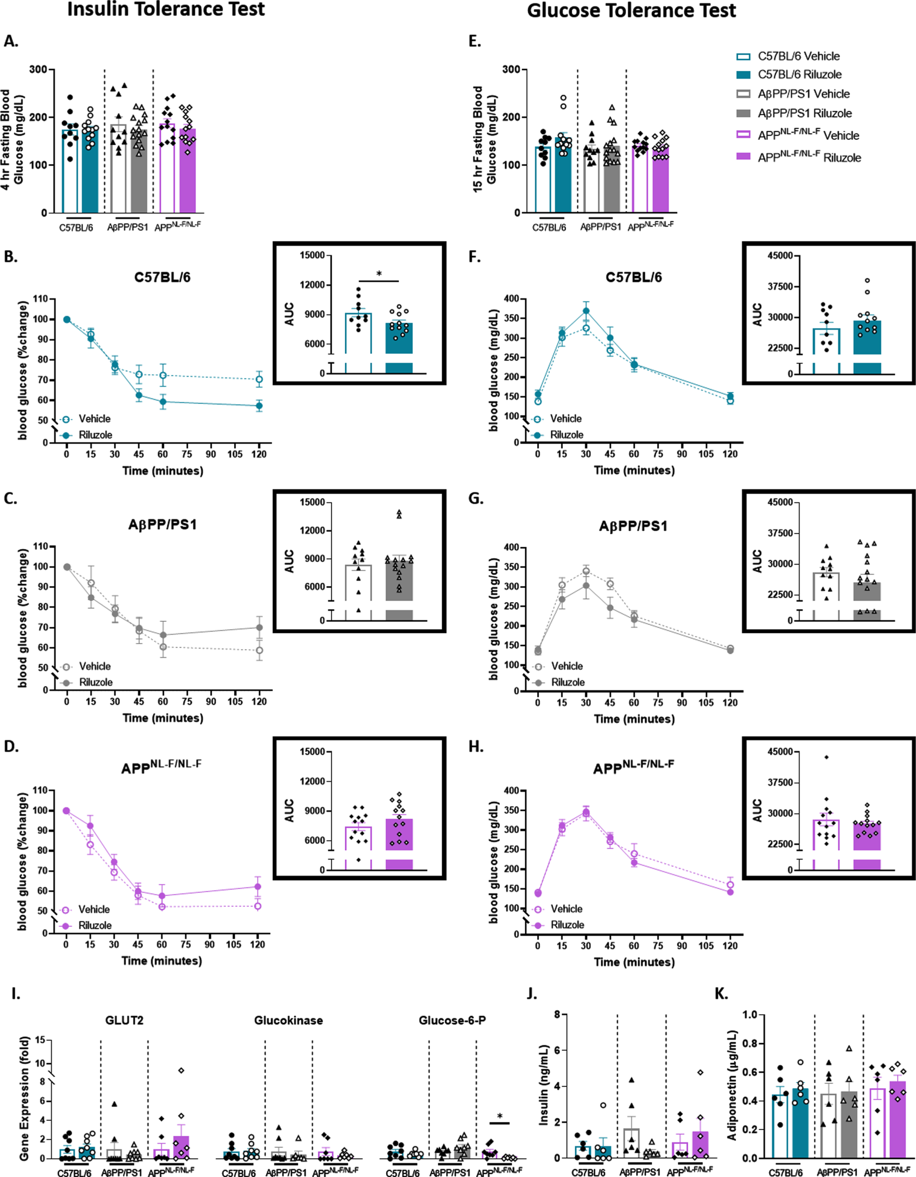 Female AD mice fail to show improved glucose tolerance with riluzole treatment similar to littermate C57BL/6 mice at 6 months of age. A) Blood glucose levels acquired from the tail vein after a 4-h fast. B-D) Insulin tolerance was measured by percent change from baseline (T = 0). Insets show AUC for each genotype and treatment group. E) Blood glucose levels obtained from the tail vein after a 15-h fast. F-H) Two-hour monitoring of blood glucose levels following an IP injection of glucose. Insets displays AUC. I) RT-PCR analysis of liver tissue. J-K) ELISA quantification of serum insulin and adiponectin levels. ITT/GTT time course, within-genotype repeated measures two-way ANOVA, Fisher’s LSD; AUC (n = 10–15), RT-PCR (n = 6–8), and ELISA analysis (n = 5–6), within-genotype unpaired t-test, *p < 0.05, **p < 0.01.