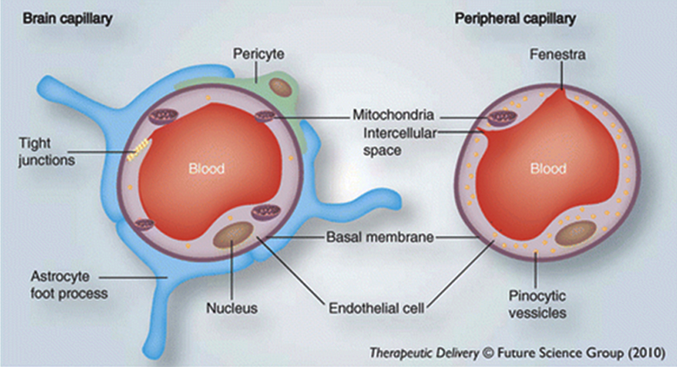 The Blood-brain barrier. The image on the left shows that brain capillaries have a protective layer and other structural arrangements that form the blood-brain barrier, whereas the image on the right shows that peripheral capillaries lack this. Used with permission of Future Science Ltd., from Mittapalli RK, Manda VK, Adkins CE, Geldenhuys WJ, Lockman PR (2010) Exploiting nutrient transporters at the blood– brain barrier to improve brain distribution of small molecules. Ther Deliv 1, 775– 784 [48]; permission conveyed through Copyright Clearance Center, Inc.