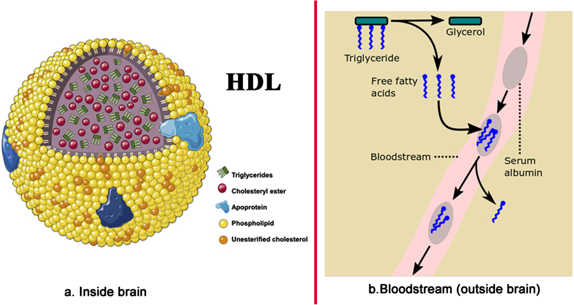 Fatty acid transport (a) inside the brain – inside HDL-sized lipoproteins, and (b) in the bloodstream outside of the brain. Image source: (a) [86], licensed under CC BY-NC-ND 4.0.
