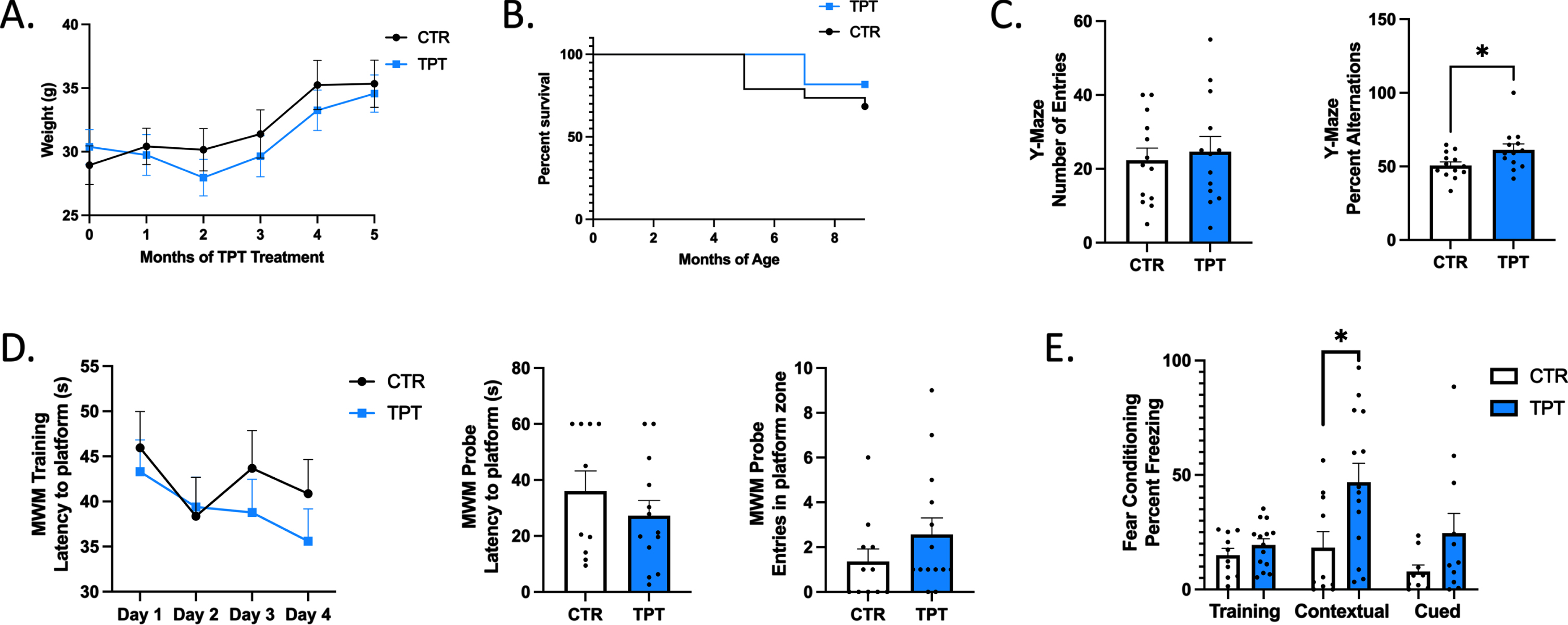 Chronic TPT-172 administration in Ts65dn mice improves performance in learning and memory behavioral paradigms. A) Average weight of Ts65dn mice receiving vehicle (CTR) or TPT-172 (TPT) throughout the study. B) Percent survival of Ts65dn mice receiving vehicle (CTR) or TPT-172 (TPT) throughout the study until the time of sacrifice (9 months of age). C) Number of entries and percent alternations in the Y-maze paradigm. D) Latency to reach the hidden platform over 4 consecutive days of training in the Morris water maze training phase, and latency to reach the platform zone and number of entries into the platform zone in the Morris water maze probe test. E) Percent freezing in the training, contextual, and cued phases of the fear conditioning paradigm. (n = 11 CTR, 13 TPT). Values represent mean±standard error of the mean, *p < 0.05.
