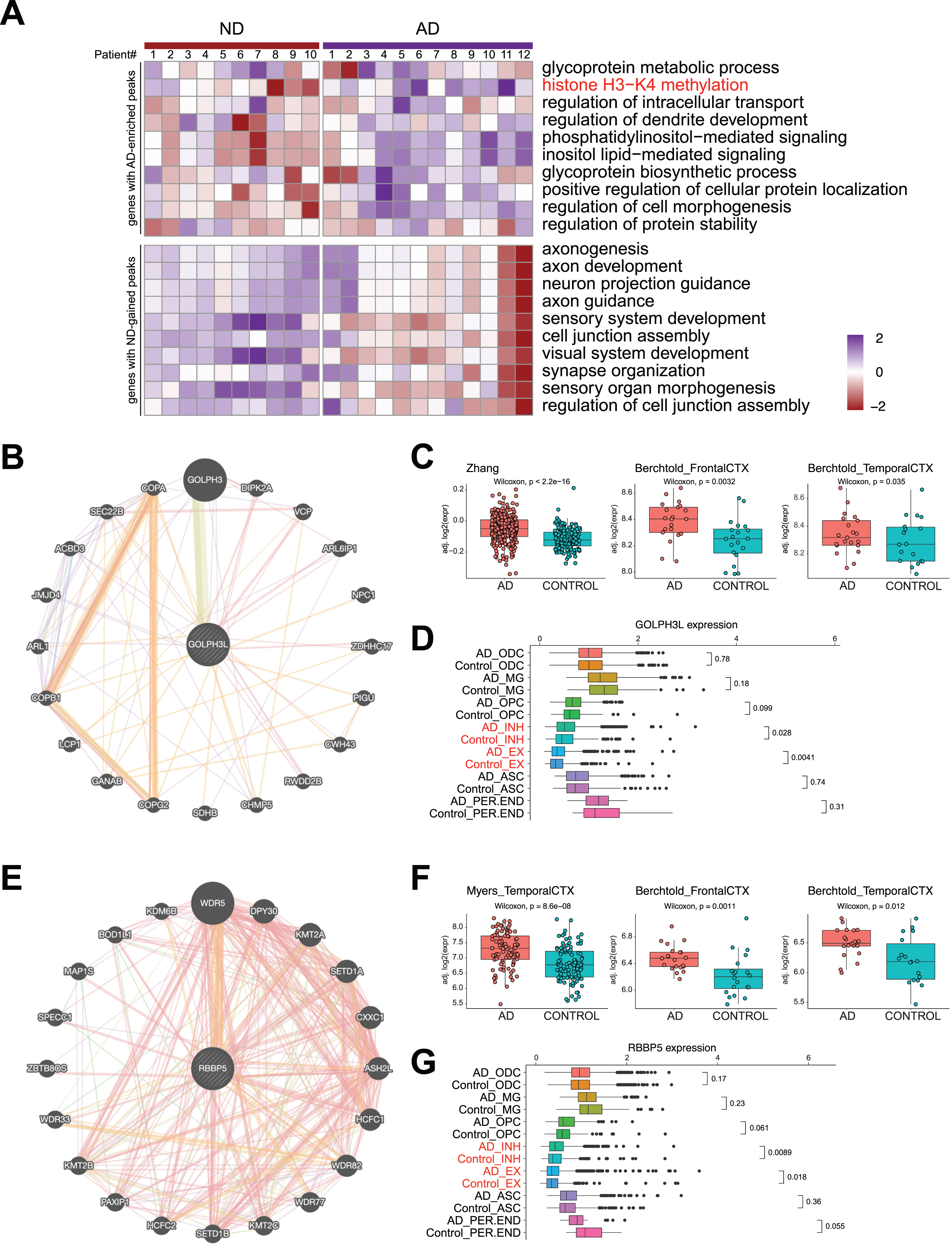 DSBs correlate with aberrant gene expression in AD. A) Heatmap showing AD and ND-associated signature level in AD and ND. B) STRING analysis of glycoprotein metabolic process-related genes revealing a protein interaction network with GOLPH3L. C) Boxplots showing GOLPH3L expression in three published RNA-seq datasets of AD and ND. D) Boxplots showing GOLPH3L expression in single cell RNA-seq datasets of AD and ND. E) STRING analysis of histone H3– K4 methylation-related genes revealing a protein interaction network with RBBP5. F) Boxplots showing RBBP5 expression in three published RNA-seq datasets of AD and ND. G) Boxplots showing RBBP5 expression in single cell RNA-seq datasets of AD and ND.