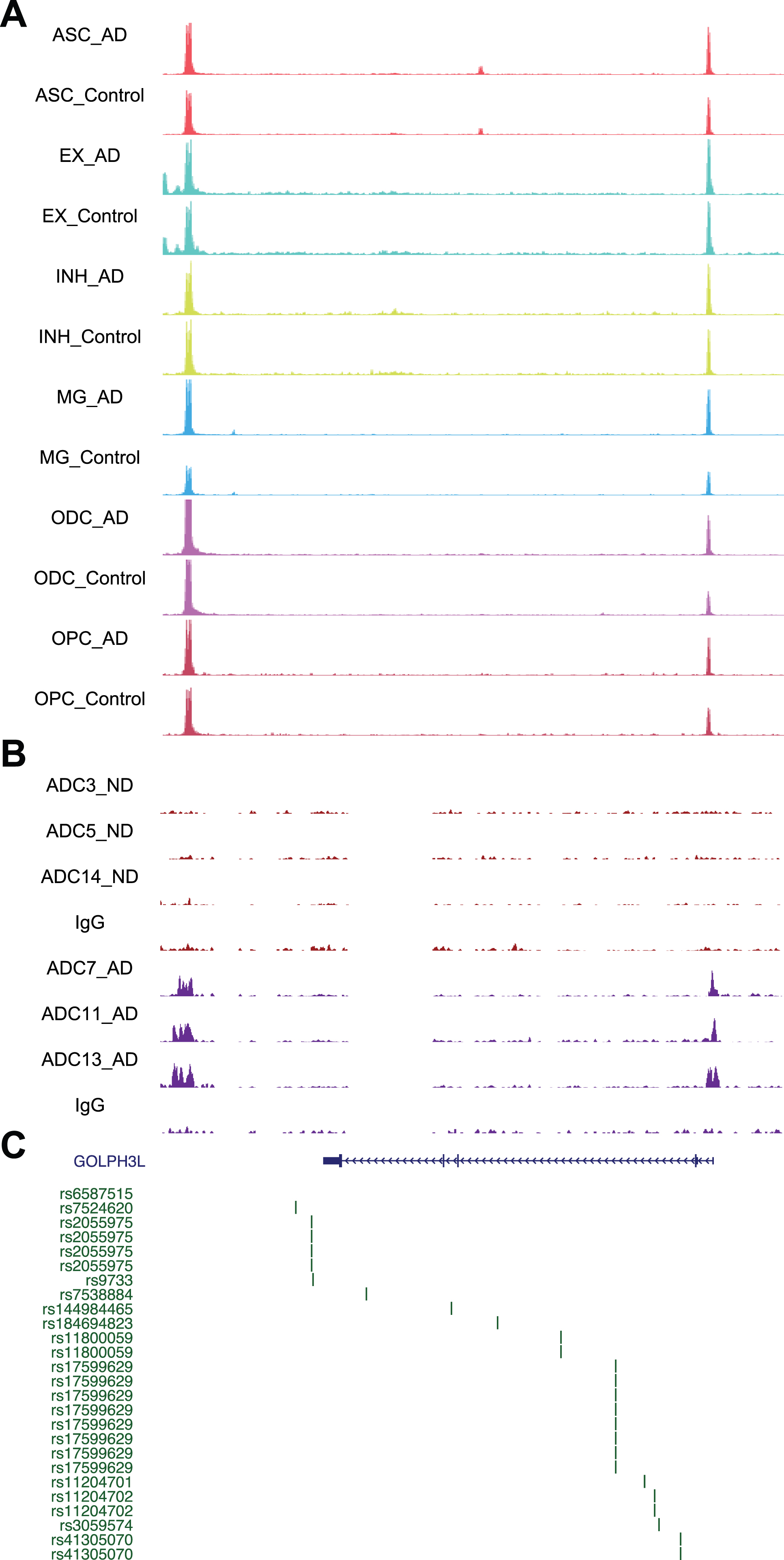 Chromatin accessibility, DSB sites, and GWAS for GOLPH3L. A) Representative image showing chromosome accessibility from single nuclei ATAC-seq datasets in the GOLPH3L gene locus. B) Representative image showing identified peaks binding in the GOLPH3L gene locus from AD and ND. C) AD GWAS statistics from Jansen et al. for SNPs at GOLPH3L locus are shown.