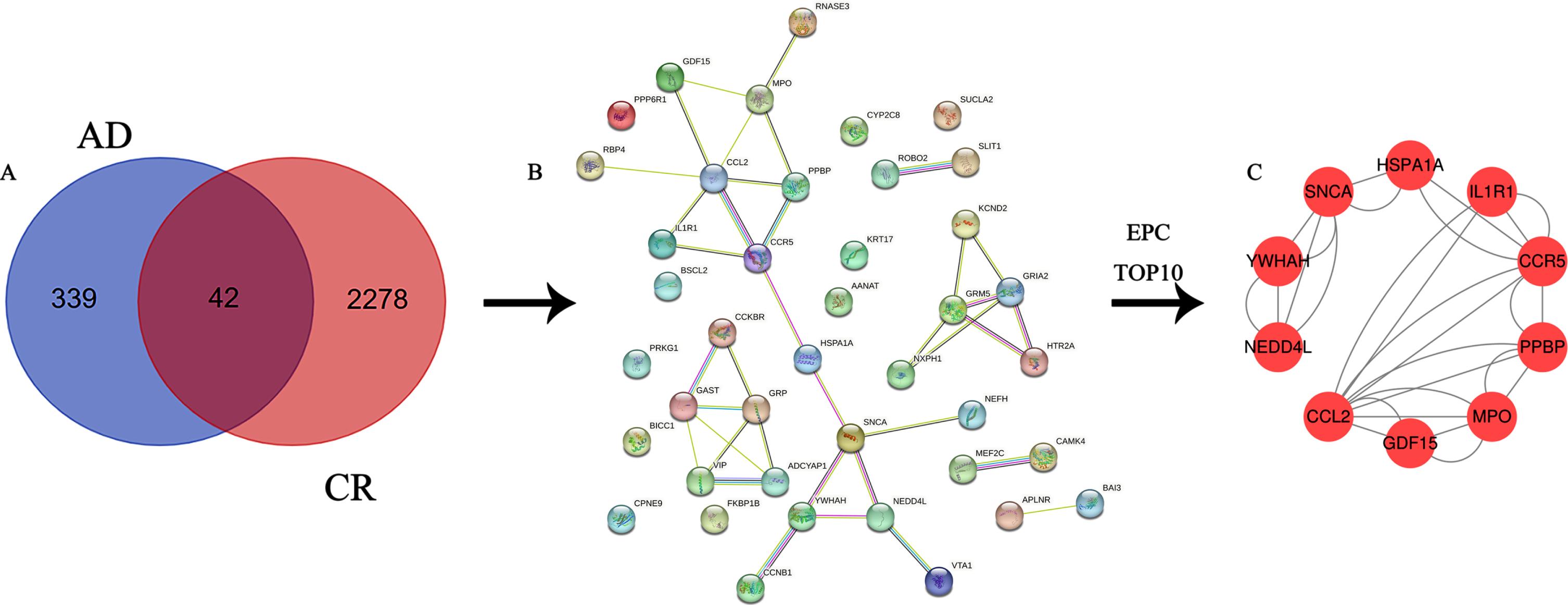 A) Venn diagram of the intersection of differential genes and circadian rhythm-associated genes in Alzheimer’s disease; B) PPI network diagram of intersecting genes; C) PPI network diagram of 10 hub genes.