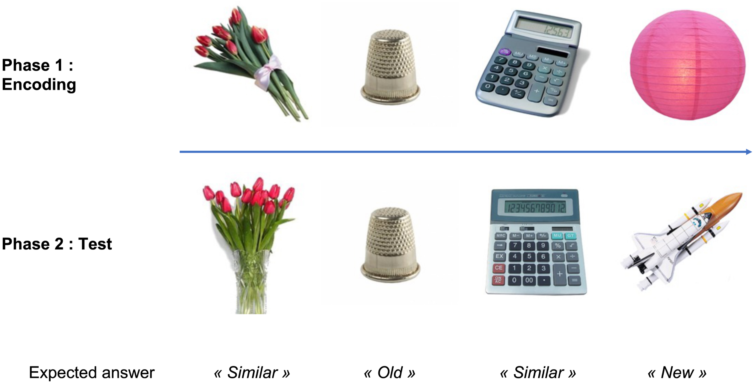 Design of the Mnemonic Similarity Task (MST) and pictures examples. First, participants encode a set of pictures. In the second phase (surprise recognition memory test), participants should identify “old”, “new”, or “similar” objects as exactly the same pictures, novel foils, or lures related but not identical to previous pictures, respectively. Mnemonic discrimination performance is measured by the lure discrimination index: the rate of “similar” responses to the lure minus the rate of “similar” responses to the foils. (Pictures are from the MST, freely available at http://faculty.sites.uci.edu/starklab).