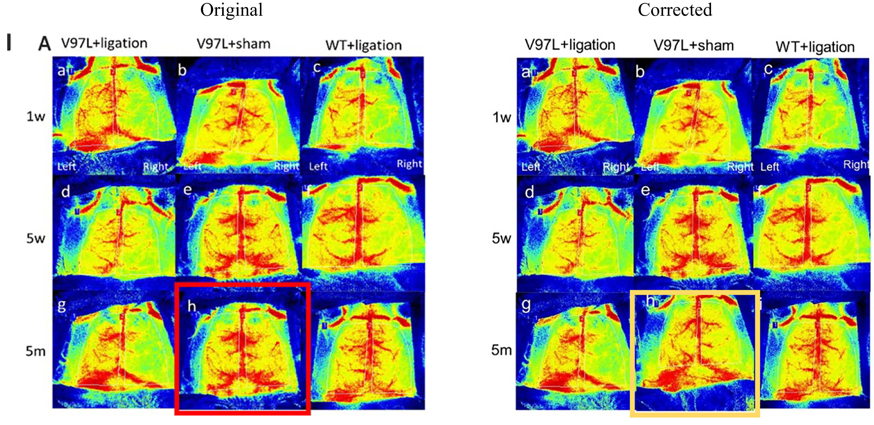 A mouse model of Alzheimer’s disease with chronic cerebral hypoperfusion was successfully developed, as indicated by disrupted cognitive function. Part I shows that (A) PS1V97L + ligation, PS1V97L + sham, and wild type (WT) + ligation mice were subjected to laser speckle blood flow monitoring to determine their cerebral blood flow (CBF) at 1 week, 5 weeks, and 5 months after surgery.