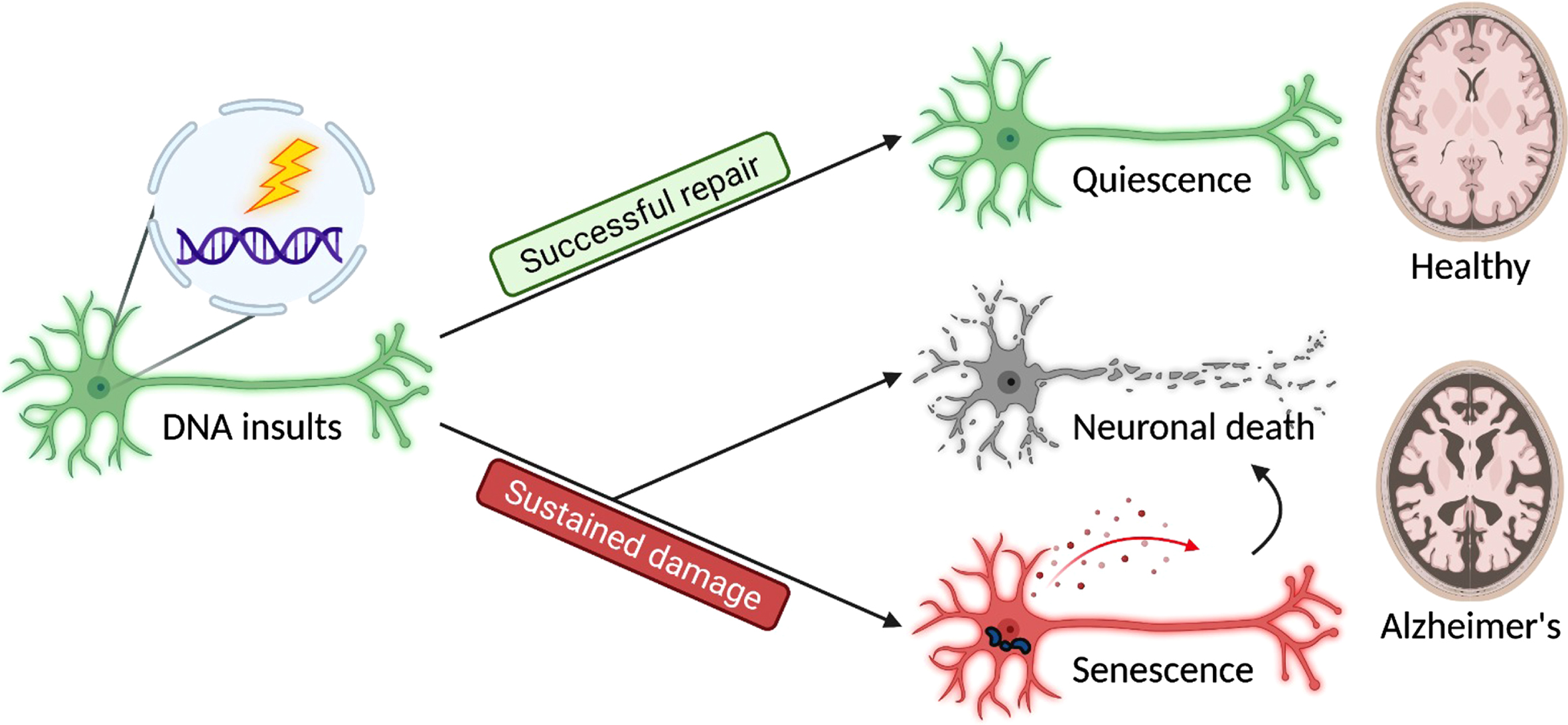 Three major cell fates are found in terminally differentiated neurons in response to DNA insults. Successful repair results in a quiescent outcome, and the neurons maintain their normal physiology as a part of a healthy brain. In contrast, sustained damage resulted from unsuccessful repair or unattended lesions may lead to neuronal death and senescence, contributing to brain aging and disease pathogenesis.