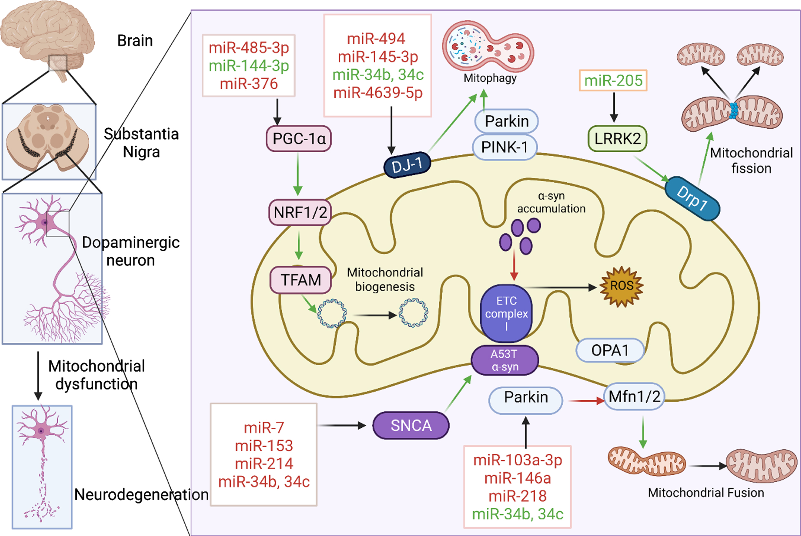 miRNAs associated with mitochondrial dysfunction in PD. Various miRNAs were involved in the regulation of mitochondrial biogenesis, mitochondrial fission, fusion, mitophagy, electron transport chain by targeting key proteins like PGC-1α, LRRK2, PINK 1, Parkin, DJ-1, and SNCA. miRNAs in red are those that downregulate their respective target whereas those in green upregulate them. Green and red arrows indicate stimulation and inhibition of downstream pathway respectively. Created with BioRender.com.