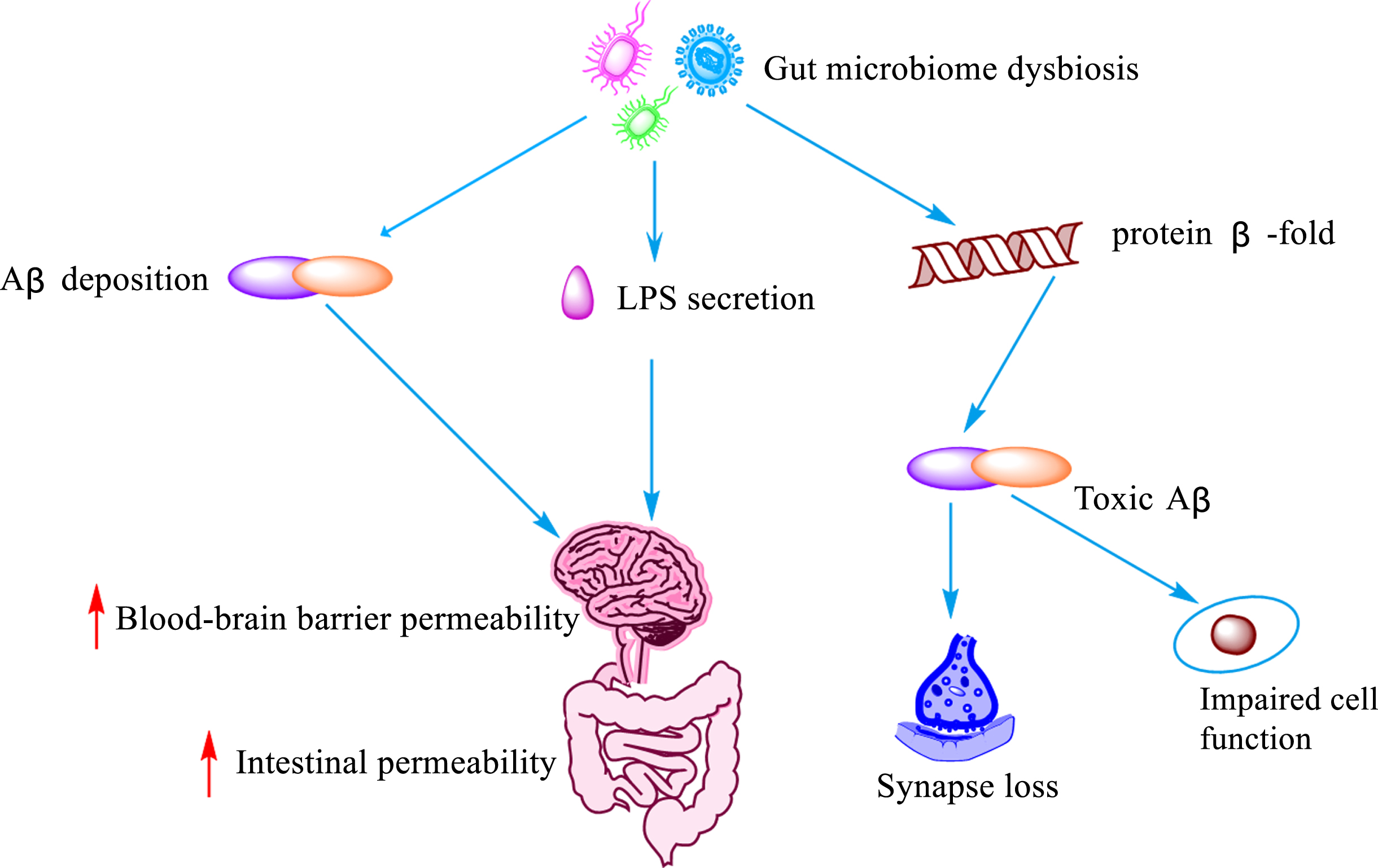 Influence of intestinal flora imbalance on Aβ. Dysregulation of the gut microbiota leads to the deposition of Aβ, LPS secretion, and misfolding of protein β-fold, resulting in increased blood-brain barrier and gut permeability, cellular impairment and loss of synaptic function lose.