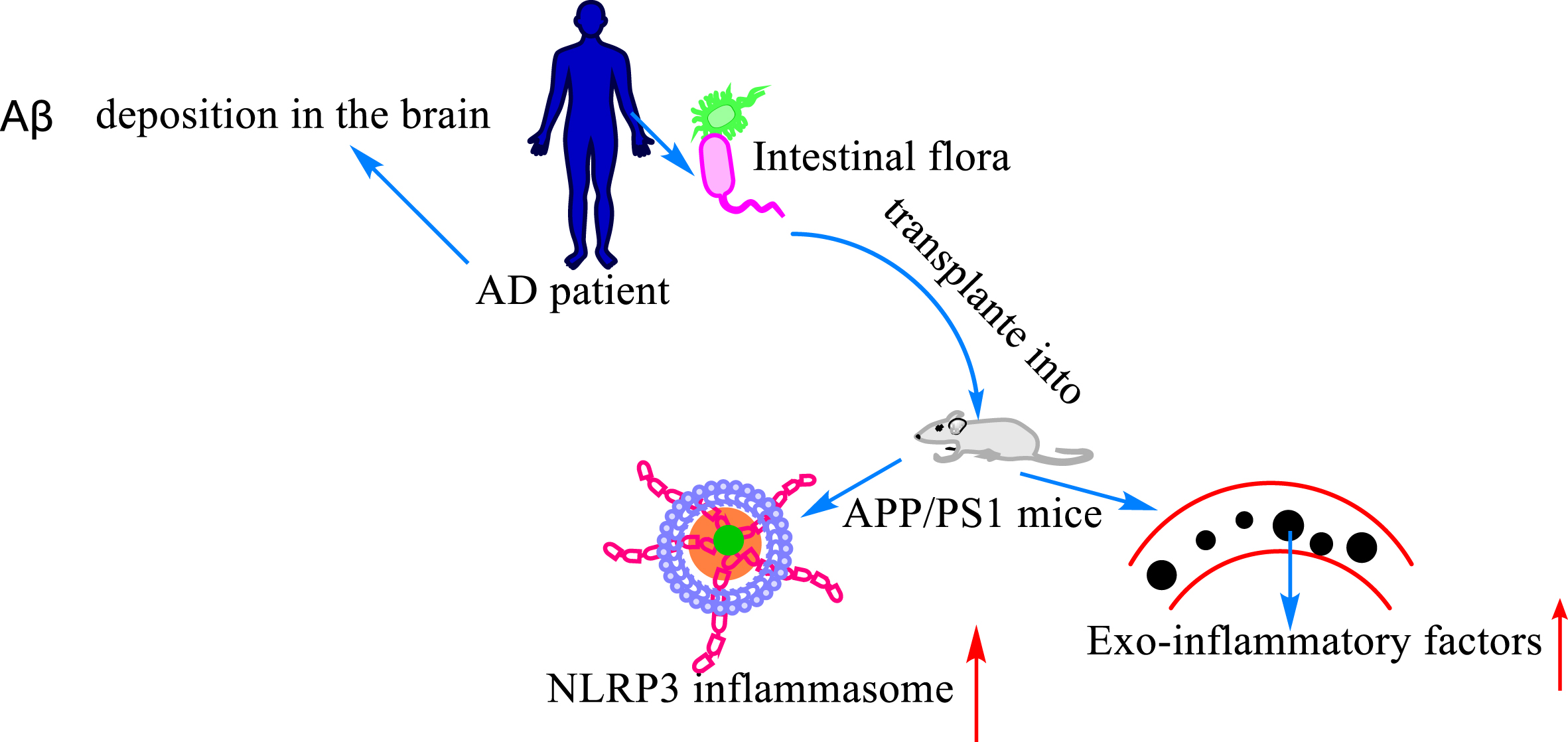 Relationship between Aβ, gut flora, and neuroinflammation. Deposition of Aβ in the brain is one of the hallmarks of AD. The expression level of inflammasome and inflammatory factors was increased in the peripheral blood after transplanting the intestinal flora of AD patients into APP/PS1 mice.