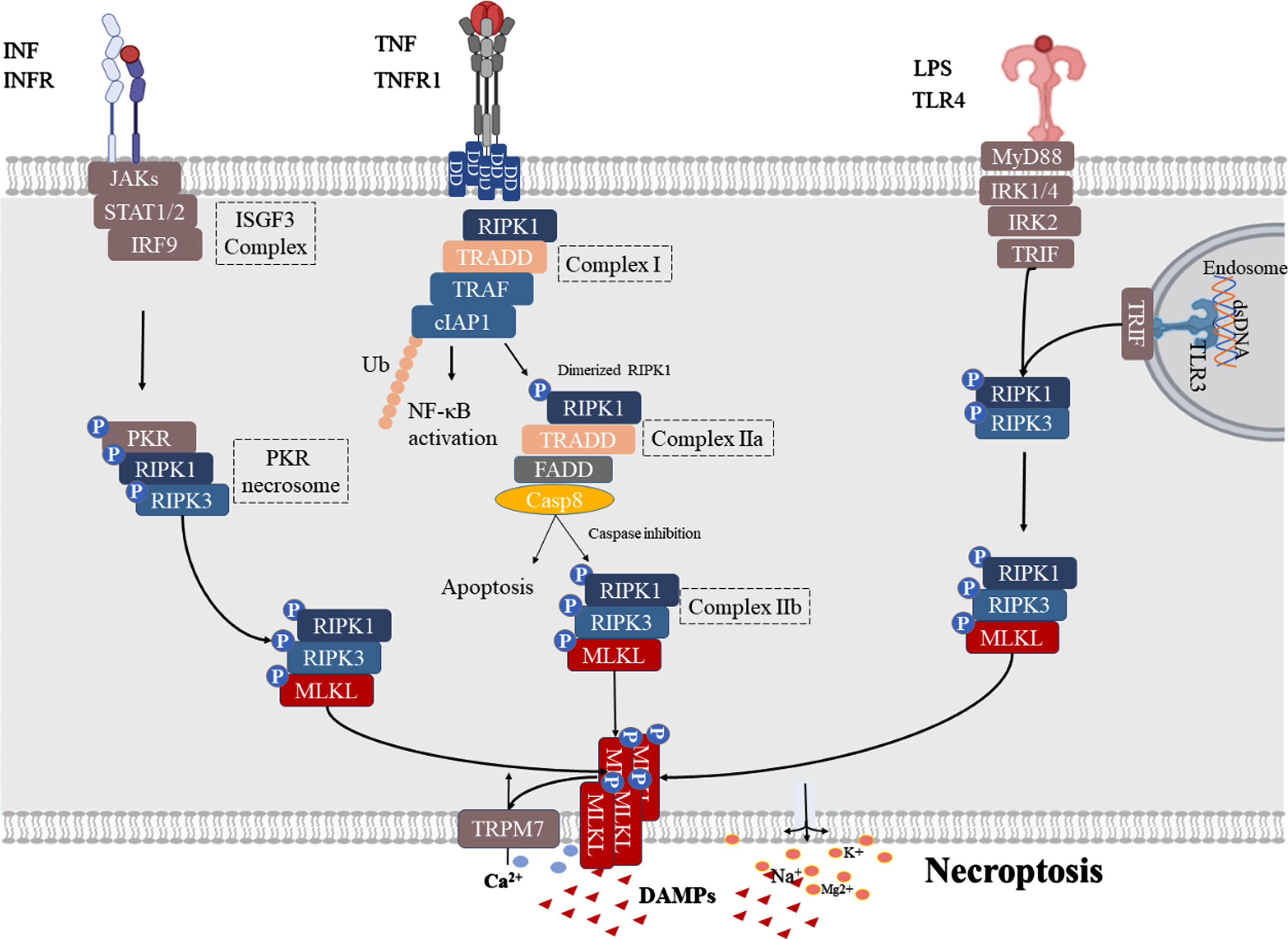Activated pathway of necroptosis. TNF signaling: Upon stimulation by TNFα, TNFR1 interacts with TNFR1 DD to recruit cellular inhibitor of apoptosis proteins (cIAP), RIPK1, TNF receptor associated factor (TRAF), and TNF receptor-associated death domain (TRADD) to the intracellular portion of TNFR1 to form complex I and activation NF-κB. When the ubiquitination of RIPK1 in complex I is inhibited, RIPK1 dissociates from the cell membrane and recruits TRADD, TRADD-FAS-associated DD protein (FADD) to form complex IIa that activates caspase-8, and leads to apoptosis. When caspase activity is insufficient, RIPK1 and RIPK3 interact through the RIP homology-interacting domain (RHIM) to form RIPK1-RIPK3 necrosomes and phosphorylate RIPK3 (complex IIb). This is followed by p-RIPK3 which can phosphorylate MLKL, facilitating its translocation to the plasma membrane where MLKL leads to cell lysis, resulting in Ca2 + influx, Na+, K+, and Mg2 + efflux, and DAMP release. IFN signaling: Binding of IFN-I to IFNAR1 further leads to PKR necrosome formation by activating the assembly of the ISGF3 complex, which phosphorylates MLKL to form RIPK1-RIPK3-MLKL for necroptosis. TLR signaling: TLR3/4 are activated by their respective ligands, and TLRs can activate necroptosis by recruiting RIPK1-RIPK3-MLKL necrosomes by linking TRIF.