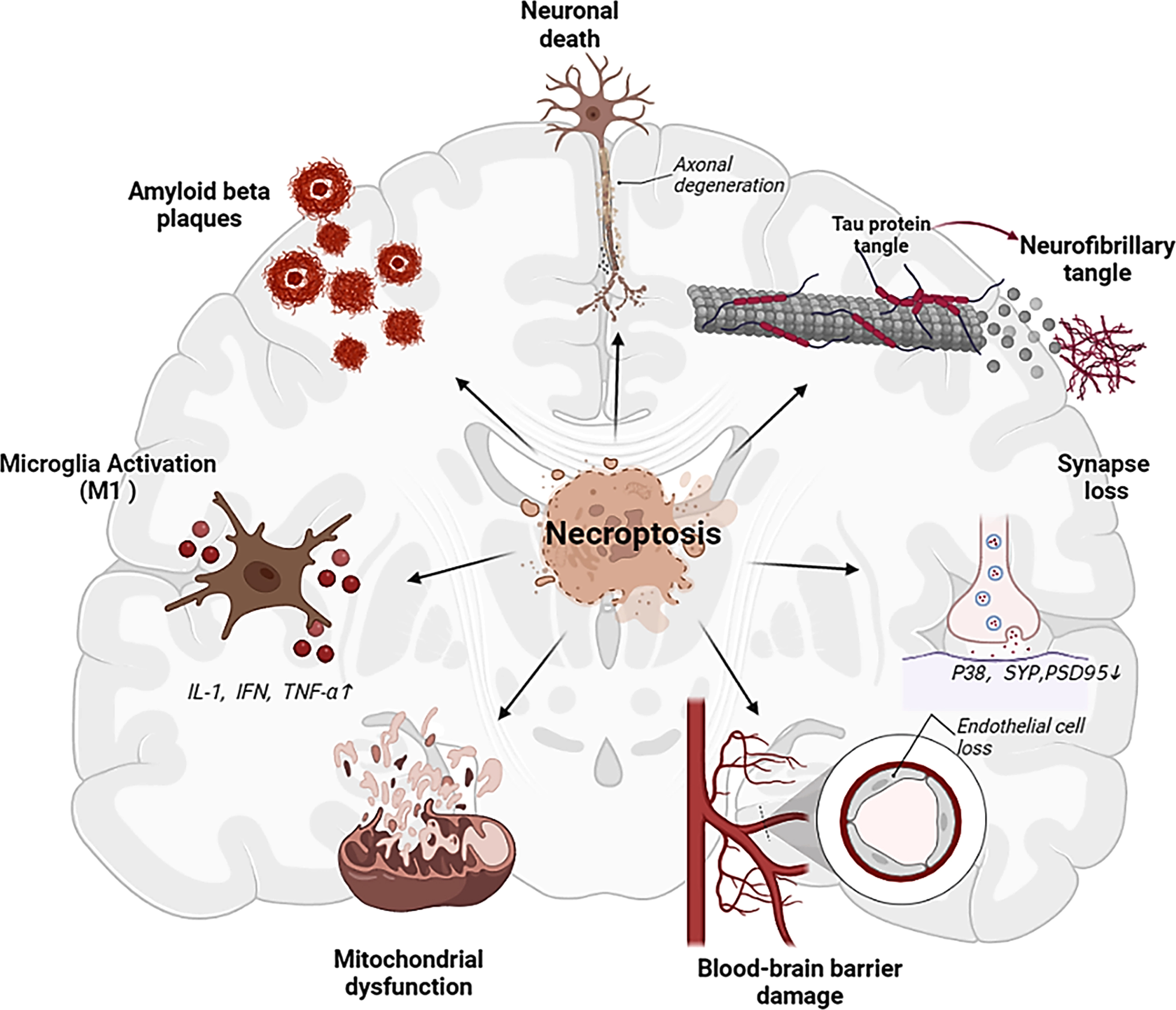 Multiple influences of necroptosis activation on AD related factors, which may serve as important triggers of cognitive impairment.