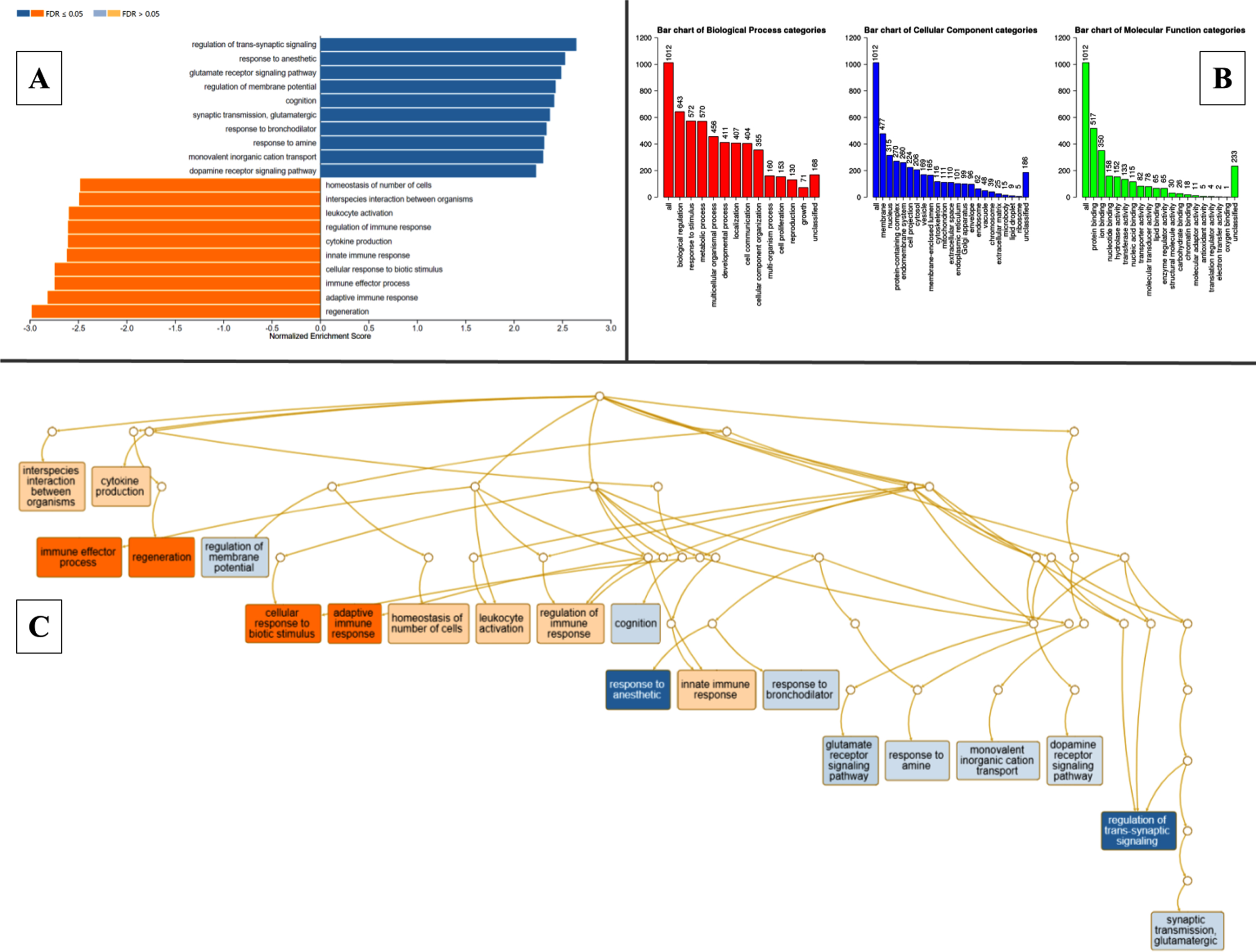 Gene ontology classification, pathway enrichment analysis- clusters of highly significant pathways based on KEGG database, acyclic graph of enriched processes based on GO biological processes. WebGestalt outputs. A) Pathway enrichment analysis of DEGs between MCAo and Sham animals, resulting in multiple clusters of significantly altered pathways based on KEGG database. B) Gene ontology classification. Each bar represents an ontology category and the heigh signifies the number of DEGs observed under each category. C) Branching graph depicts functional interaction between various GO categories, where the steel blue colored categories are positively related while the deep orange-colored categories are negatively related.
