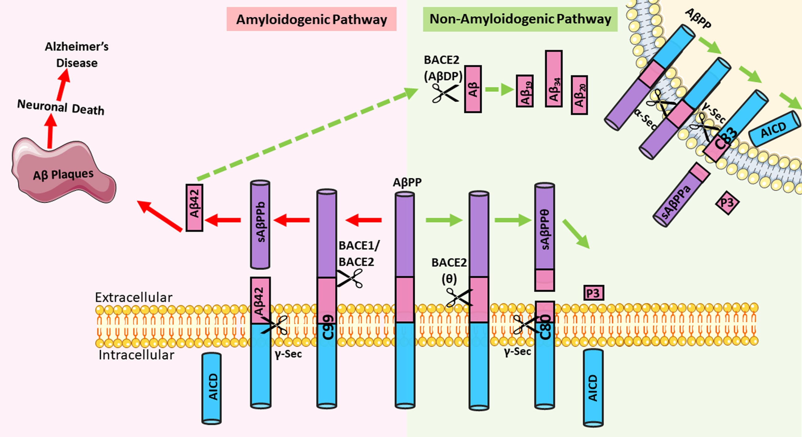 Processing of amyloid-β protein precursor (AβPP) via the amyloidogenic or non-amyloidogenic pathway. In the amyloidogenic pathway, AβPP undergoes sequential cleavage first by BACE1 or BACE2 to generate a C99 fragment, which is then cleaved by γ-secretase to release Aβ42. This Aβ42 is aggregate prone and can form neurotoxic plaques that are implicated in the amyloid cascade hypothesis to cause Alzheimer’s disease. In the non-amyloidogenic pathway, Aβ42 can undergo further degradation by BACE2, which can also function as an Aβ-degrading protease (AβDP). The degradation products include non-toxic Aβ species Aβ19, Aβ20, and Aβ34. In addition, AβPP can be either cleaved by BACE2 at the θ-site, or by α-secretase to generate a C80 or C83 fragment, respectively. These C-terminal fragments undergo further cleavage by γ-secretase to release the AβPP intracellular domain (AICD) and a short fragment P3. In this case, no Aβ42 is generated. [Parts of the figure were drawn by using pictures from Servier Medical Art. Servier Medical Art by Servier is licensed under a Creative Commons Attribution 3.0 Unported License (https://creativecommons.org/licenses/by/3.0/)].