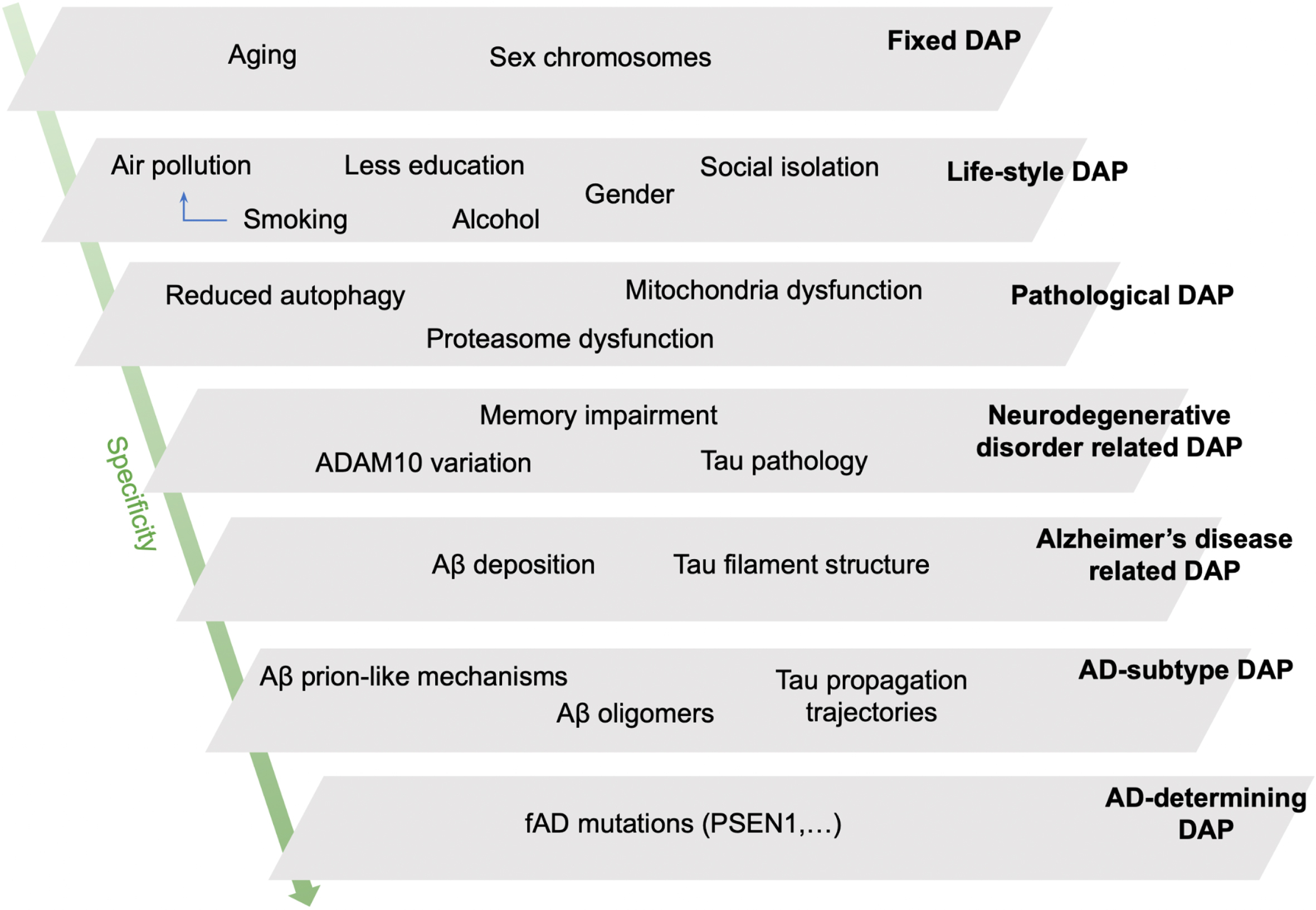 A schematic representation of our hypothetical model of disease associated processes (DAPs) for Alzheimer’s disease (AD) sorted by level of specificity. The schema allows for the understanding of why a specific patient or patient population may develop AD due to the converging pathological burden of several DAPs at different specificity levels. Fixed DAPs cannot be changed (age, sex chromosomes). DAPs of social determinants and lifestyle, such as smoking and alcohol use, are the next least specific DAPs. Pathological DAPs are those which clinicians use to define different diseases; DAPs involved in neurodegenerative disease contribute to cognitive decline in AD, but for non-specific reasons, e.g., cerebrovascular impairments. Amyloid-β accumulation and tau hyperphosphorylation are used to define AD-type impairments as per the literature. AD-determining DAPs are restrained to deterministic mutations affecting amyloid-β metabolism in familial autosomal dominant AD (ADAD). Aβ, amyloid-β; fAD, familial (autosomal dominant) AD (aka. ADAD).