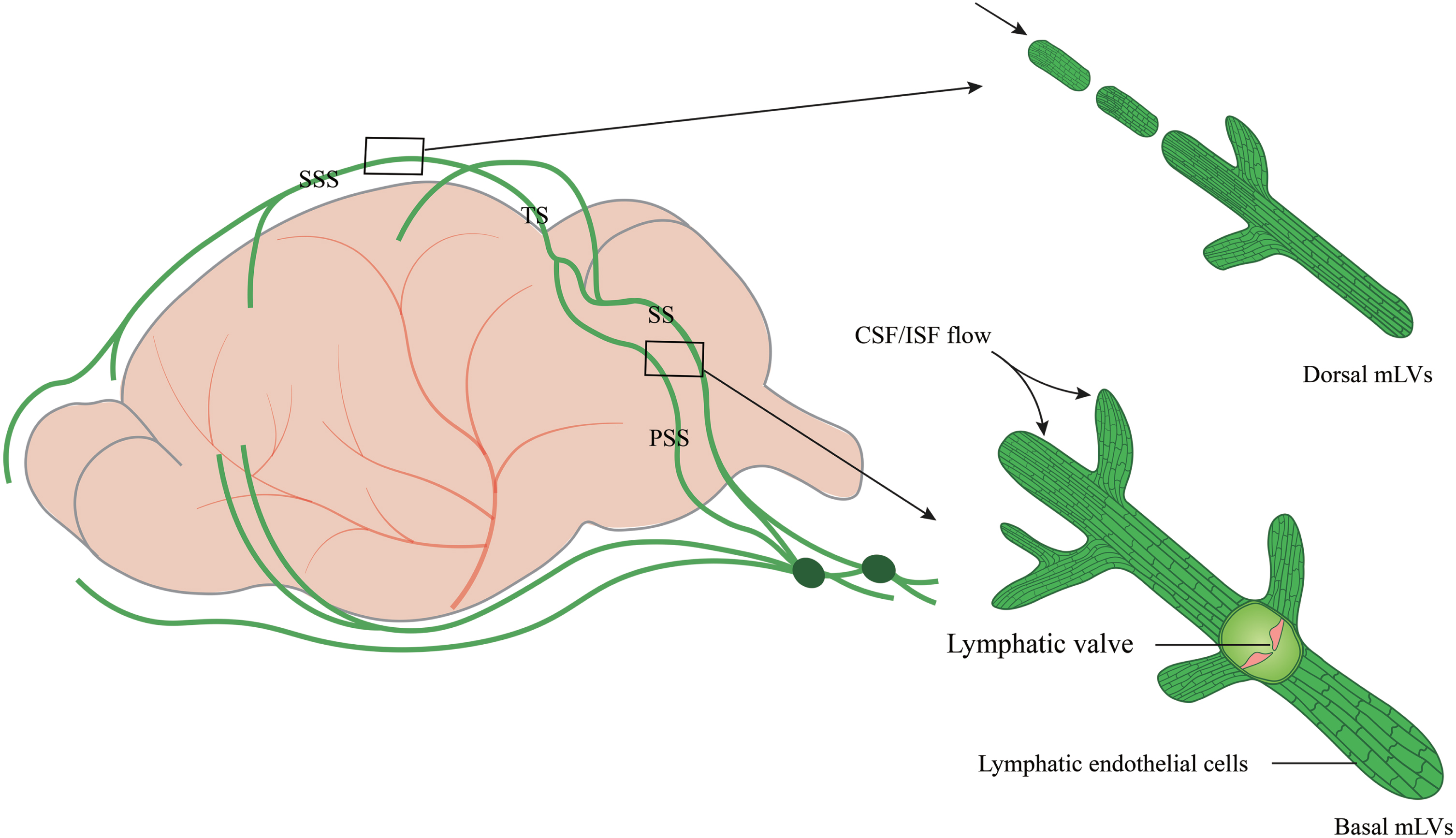 The structure and location of dorsal and basal mLVs. Schematic images of dorsal and basal mLVs tracking along the dural sinus with differences in structures, branches, lumen diameter, and lymphatic valves. Dorsal mLVs travel along the superior sagittal sinus (SSS) and transverse sinus (TS). The lumen is primarily a discontinuous vascular structure, with a small diameter and no valves. Basal mLVs are located near the subarachnoid space (SAS) and run along the petrosal sinus (PSS) and sigmoid sinus (SS). The lumen is primarily a continuous vascular structure with a large diameter and lymphatic valves.