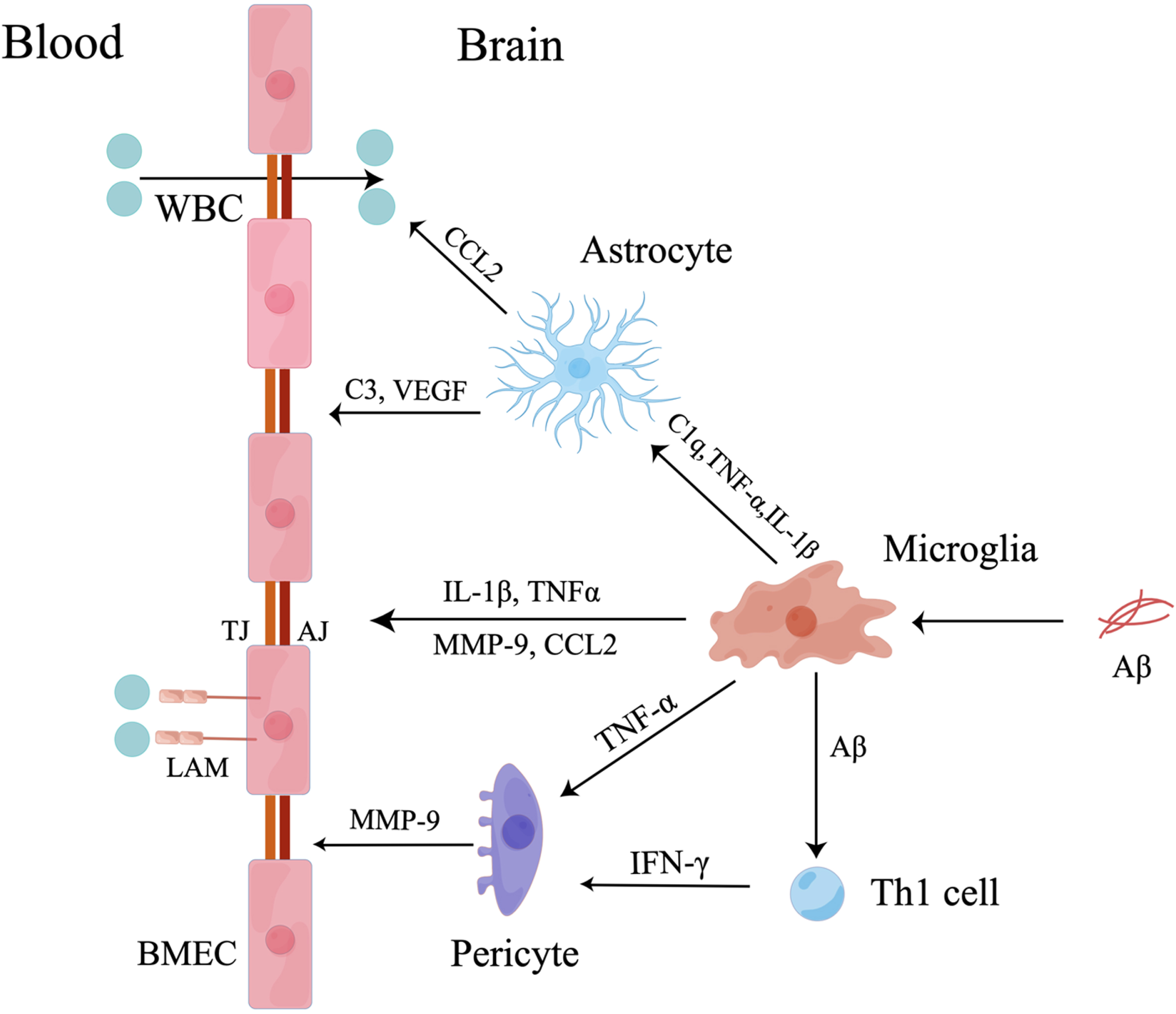Microglia mediate BBB dysfunction. Firstly, microglia induced by Aβ secrete IL-1β, TNF-α, MMP-9, and CCL2 to destroy TJs and AJs between BMECs and increase the expression of leukocyte adhesion molecules (LAMs) on BMECs to attract peripheral WBCs. Secondly, activated microglia secrete C1q, TNF-α and IL-1β to activate astrocytes. The activated astrocytes promote transmigration of peripheral WBCs across BBB by secreting CCL2 and induce BBB breakdown by secreting C3 and vascular endothelial growth factors (VEGF). Thirdly, activated microglia mediate pericyte dysfunction by secreting TNF-α and presenting Aβ to Th1 cells. Then, activated pericytes increase the release of MMP-9 to destroy TJs leading to BBB impairment.
