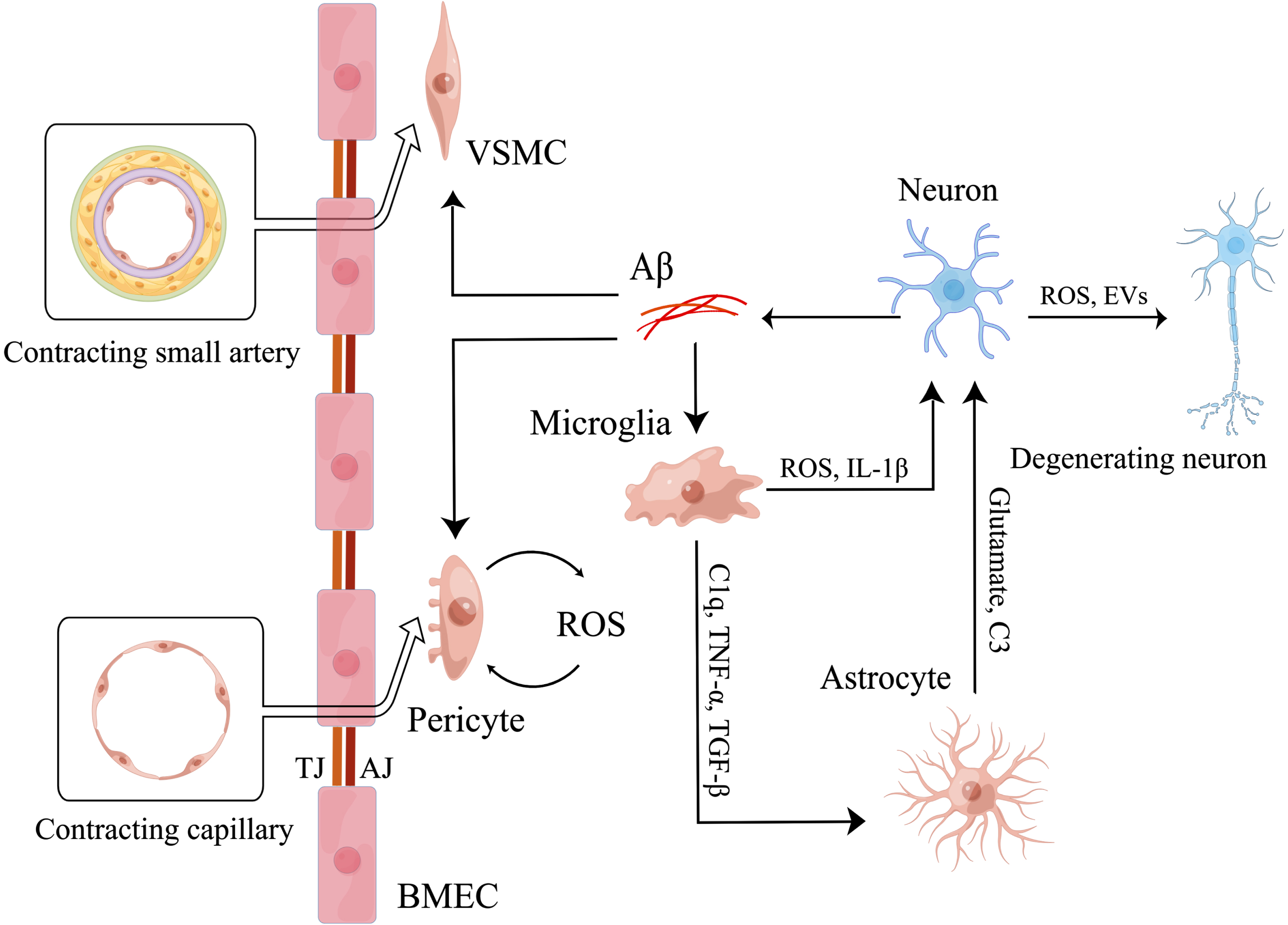 Microglia mediate neurovascular uncoupling. Firstly, microglia induced by Aβ secrete ROS and IL-1β to induce neuronal mitochondrial dysfunction directly. Then, activated microglia also secrete C1q, TNF-α, TGF-β to activate astrocytes. And activated astrocytes increase the release of glutamate and C3 to induce neuronal mitochondrial dysfunction. As a result, neuronal mitochondrial dysfunction induces degeneration of more surrounding neurons by releasing ROS and EVs, finally leading to neurovascular uncoupling. Meanwhile, microglia are involved in the regulation of neurovascular uncoupling by affecting the function of cerebral vessels. Aβ induces abnormal contraction of small arteries by promoting the conversion of VSMCs to hypercontractive phenotype. And Aβ also induces abnormal contraction of capillaries by increasing the release of ROS of pericytes. Eventually, microglia aggravate the effects of Aβ by secreting IL-1β to increase the release of Aβ of neurons.