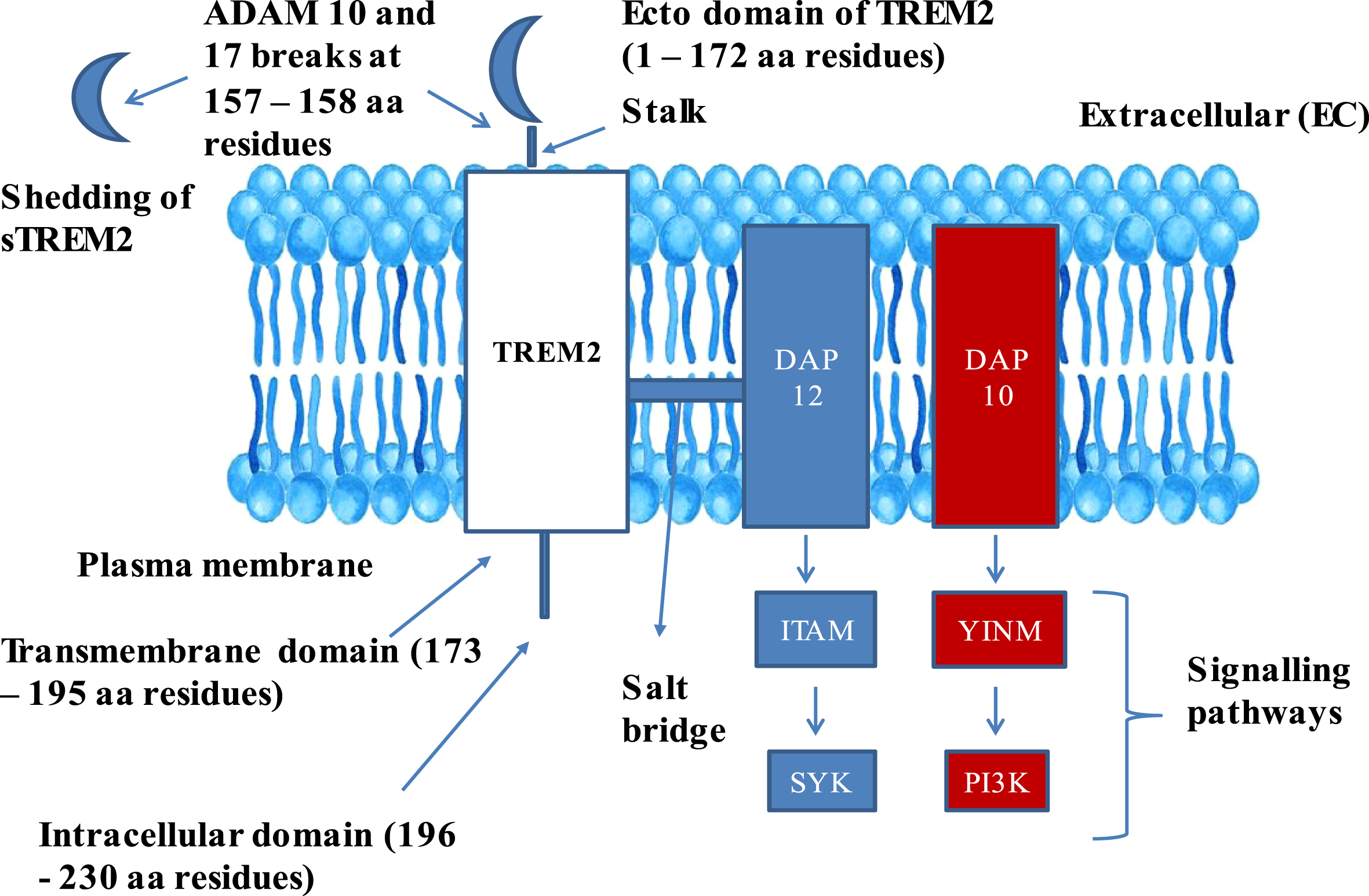 Structure of TREM2–DAP adaptor complex: The figure explains the composition of TREM2 in Plasma membrane and its complex formation with DAP 10 and 12 complex. TREM2, Triggering receptor expressed on myeloid cells 2; DAP 12 and 10, DNAX activation proteins 12 and 10; ITAM, Immunoreceptor tyrosine based activation motif; YINM, tyrosine-isoleucine-asparagine-methionine; SYK, Spleen tyrosine kinase; PI3K, Phosphatidyl inositol 3-kinase; sTREM2, Soluble TREM2; ADAM 10 and 17, α-secretase-disintegrin and metalloproteinase domain containing proteins 10 and 17.