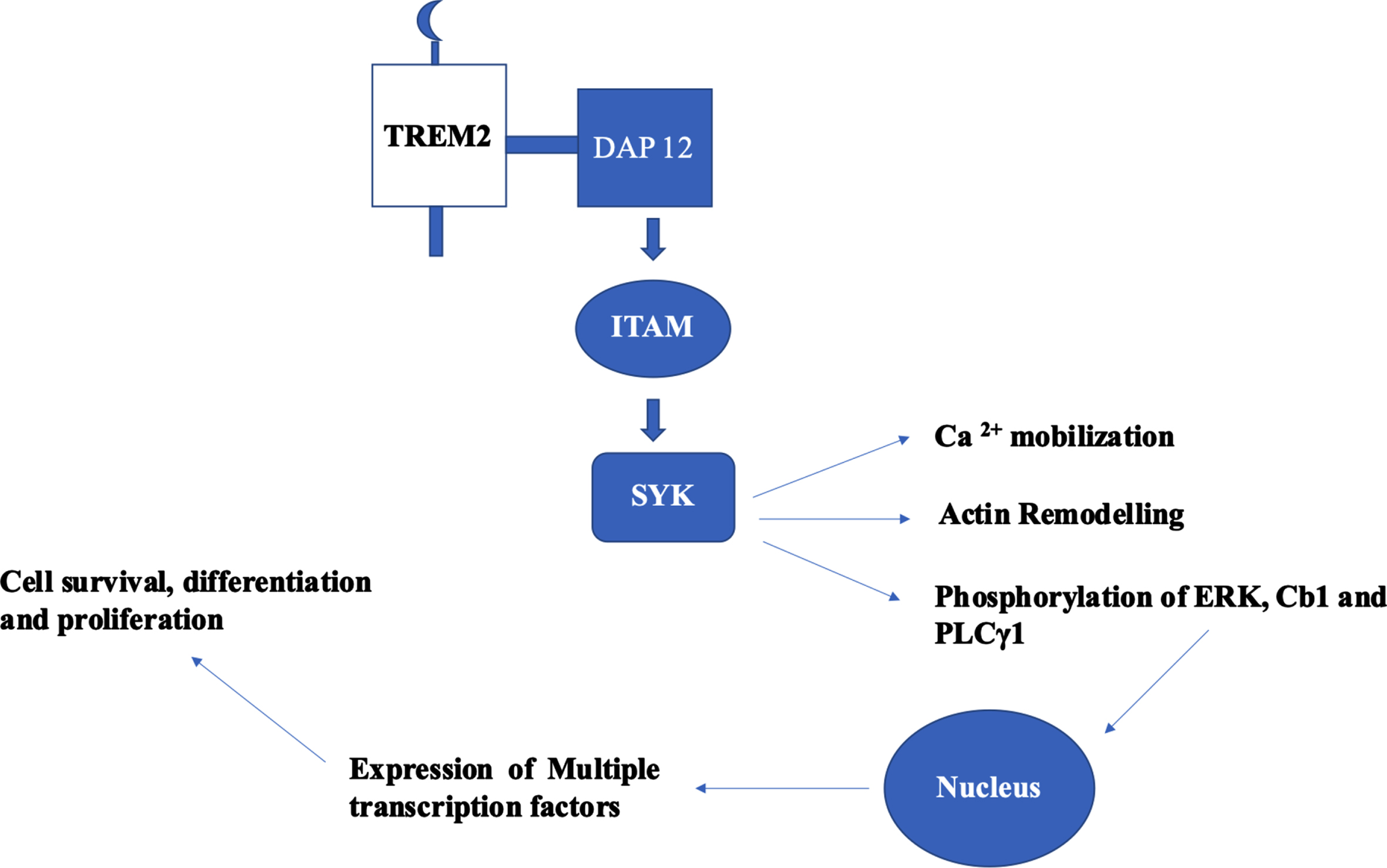 Canonical signaling pathway of TREM2–DAP12 cascade and its functional role. Phosphorylation of tyrosine residues of ITAM in DAP 12 leads to the activation of SYK which results to phosphorylation of endogenous signaling proteins: ERK 1/2, Cb1, and PLCγ1. These proteins translocate to nucleus and initiates the expression of multiple transcription factors which had implications in cell survival, differentiation, and proliferation.