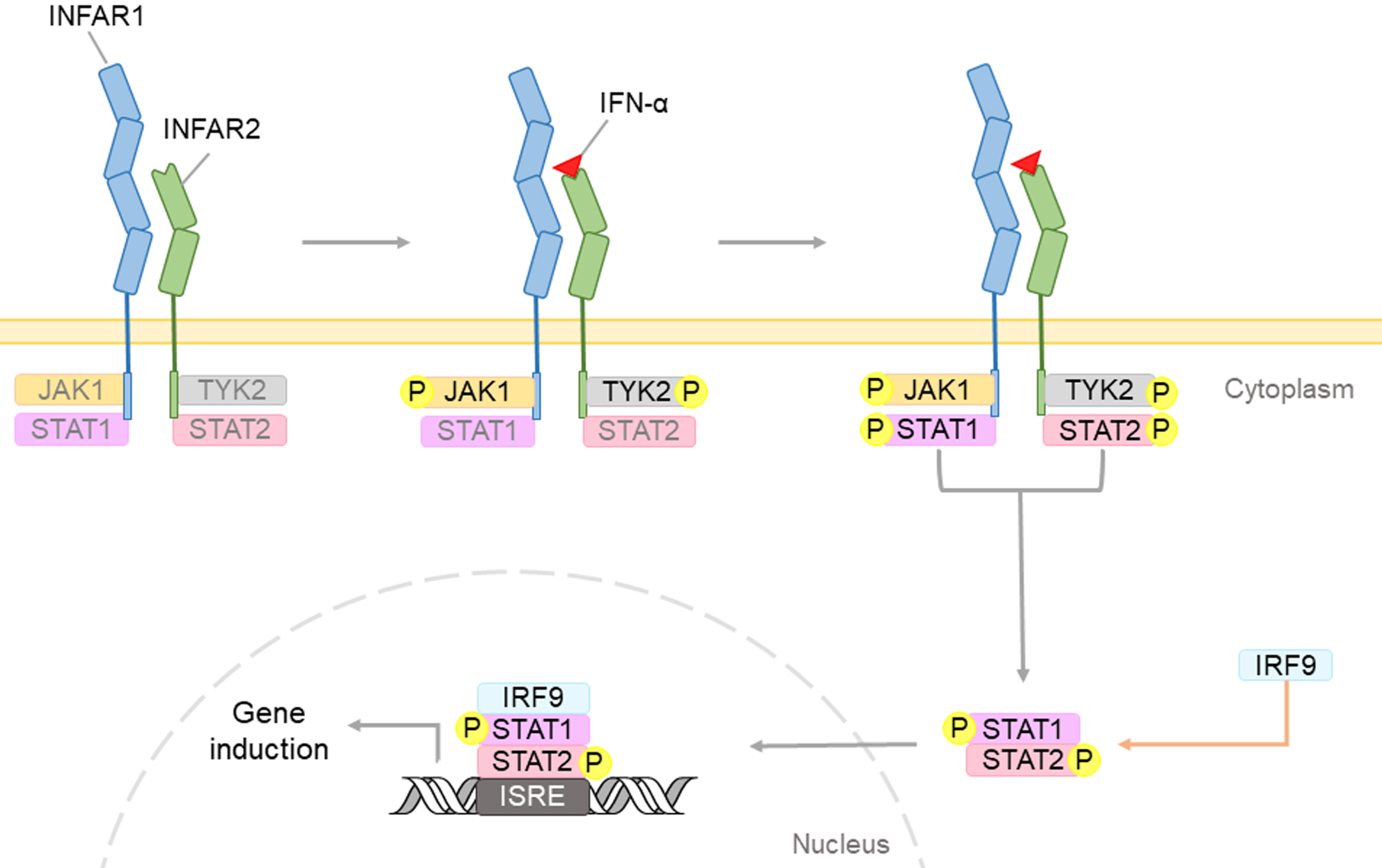 Type I IFNs, such as IFN-α, may bind to cell surface receptor containing two subunits: IFNAR1 and IFNAR2. This complex triggers the phosphorylation of the JAK-STAT proteins. The IFN regulatory factor 9 (IRF9), will form complexes with STAT dimers, and will translocate into the nucleus. Upon binding to interferon-sensitive response element (ISRE), IFN-induced genes would be expressed to induce IFN-mediated biological effects.