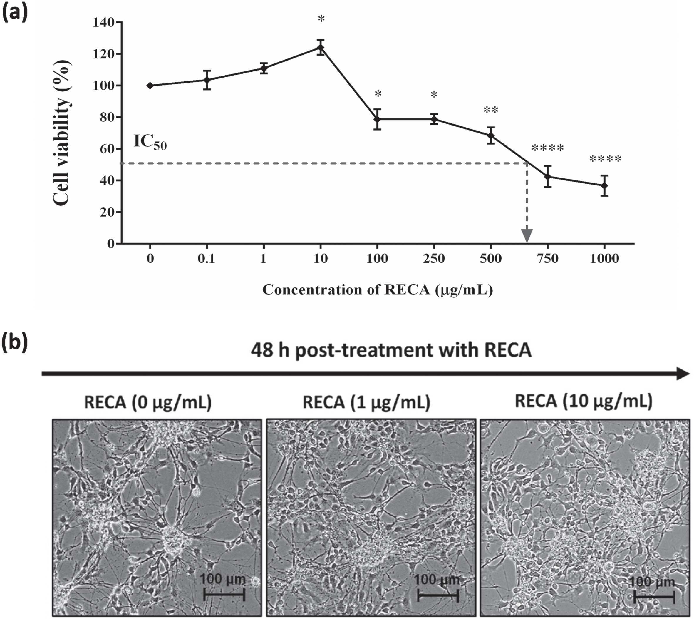 (a) Cell viability of RECA on neural-like cells derived from 46C cells by MTT assay. Mature neural-like cells were exposed to different concentrations of RECA for 48 h. Data are expressed as the percentage of mean±SEM (n = 3), where *** indicates p < 0.001, ** indicates p < 0.01, and * indicates p < 0.05 (One way ANOVA: Tukey’s test multiple comparisons) compared to untreated neural-like cells (0μg/mL of RECA). (b) Representative microscopy images of 46C-derived neural-like cells treated with 0, 1, 10μg/mL of RECA. Note the increase in neurite length and the number of branches in cells treated with RECA. The scale bars represent 100μm for micrographs (magnification 20×).