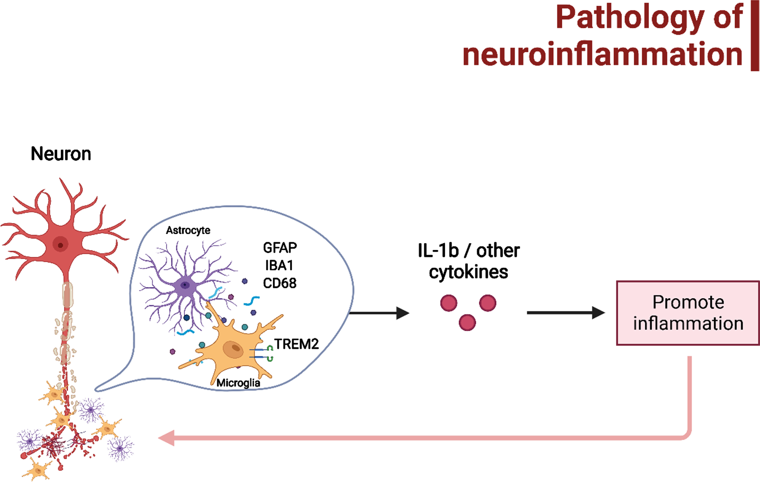 The possible pathology of neuroinflammation that may lead to AD and/or AD-associated epileptogenesis, which have been mainly related to microgliosis and astrogliosis. Figure was created in BioRender.com.
