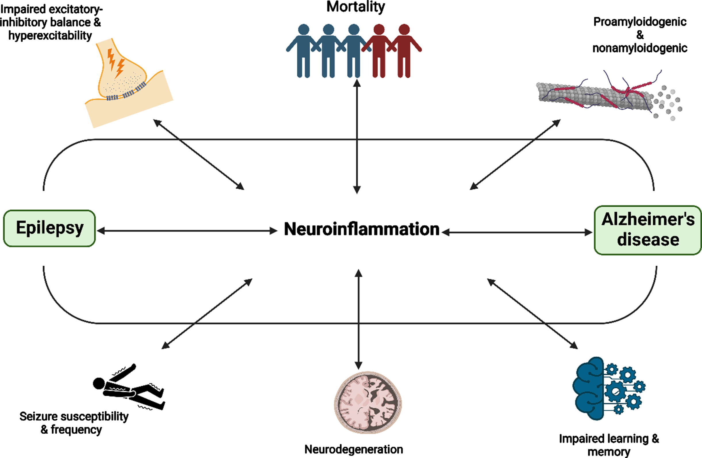 The association and consequences of neuroinflammation in AD and epilepsy. Figure was created in BioRender.com
