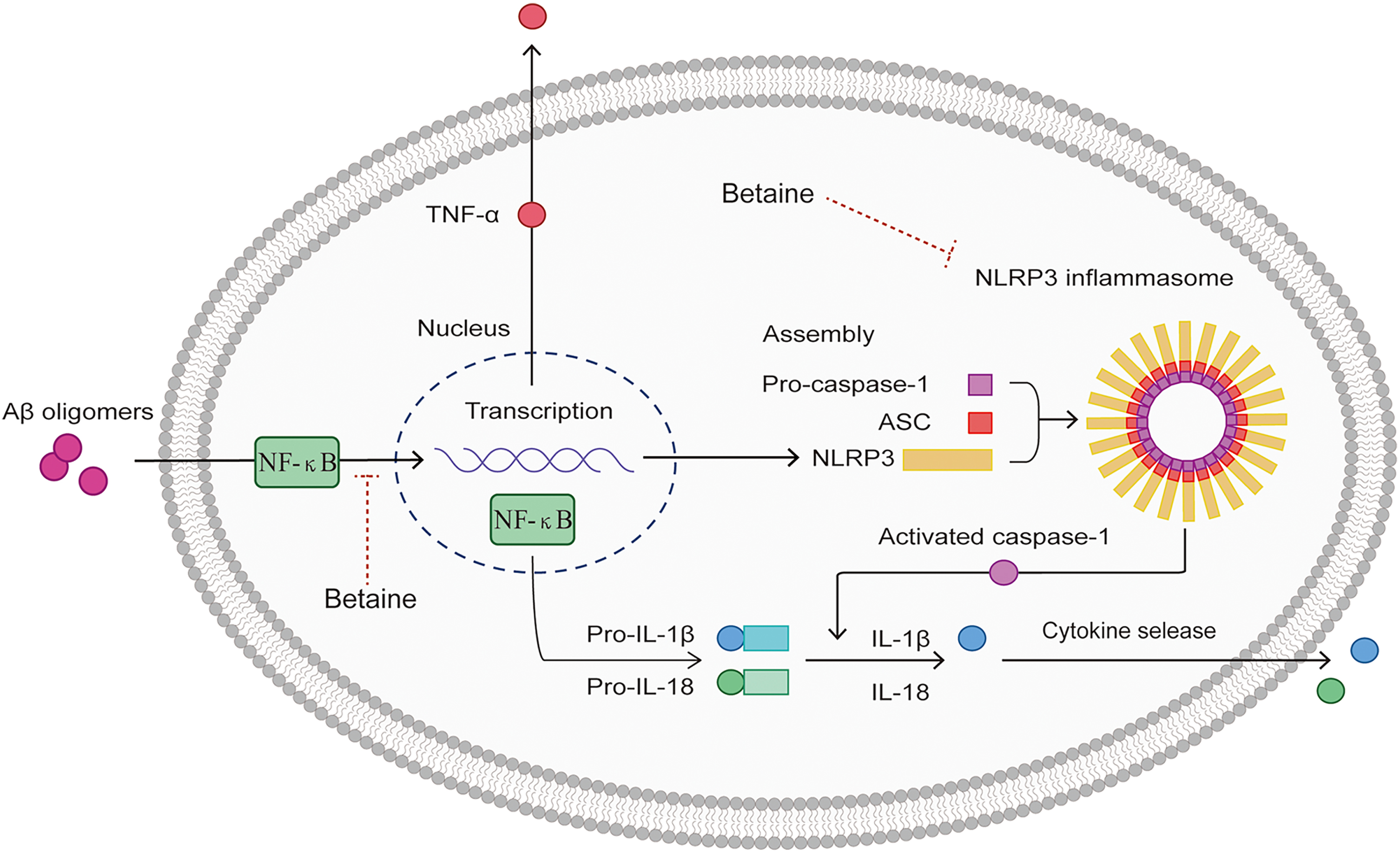 Schematic diagram of the anti-neuroinflammatory mechanisms of betaine. AβO can bind to PRRs on the surface of microglia, promote NF-κB translocation into the nucleus, and trigger NLRP3, TNF-α, pro-IL-1β, and pro-IL-18 transcription and expression, which promotes NLRP3 inflammasome activation. The NLRP3 inflammasome then interacts with ASC to induce caspase-1 cleavage and maturation. Betaine simultaneously inhibits NF-κB and NLRP3 to exert anti-neuroinflammatory effects and reduce the production of IL-1β and IL-18 in microglial cells.