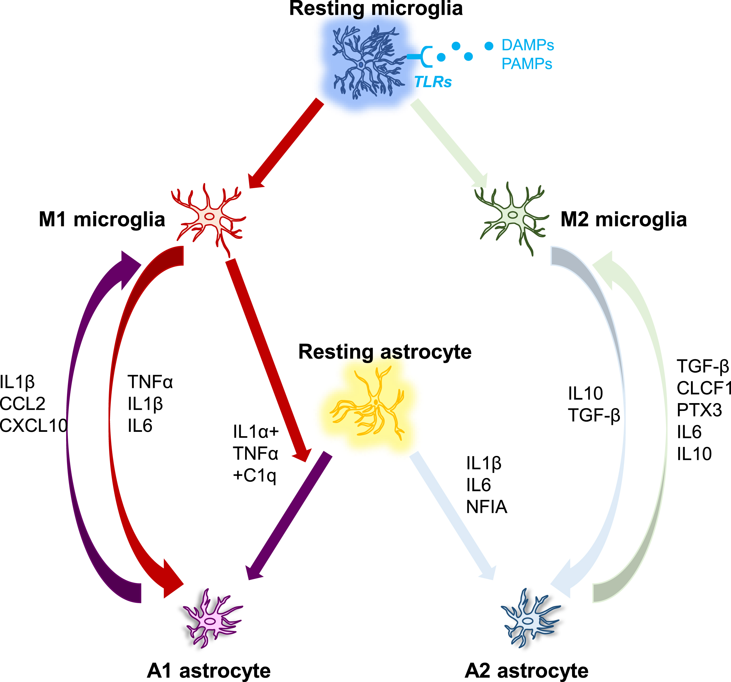 The interplay between microglia and astrocytes. DAMP/PAMP signaling activates microglia via TLR receptors, which then regulate the phenotypes of astrocytes, which can range from neurotoxic to neuroprotective. Microglia and astrocytes can have a direct effect on each other via numerous molecules as demonstrated in Fig. 2. C1q, Complement component 1q; CCL2, C-C motif ligand 2; CLCF1, Cardiotrophin-like cytokine factor 1; CXCL10, C-X-C, motif chemokine ligand 10; IFN-γ, Interferon gamma; IL, Interleukin; NFIA, Nuclear factor IA; PTX3, Pentraxin 3; TGF-β, Transforming growth factor-beta 1; TNFα, Tumor necrosis factor alpha.