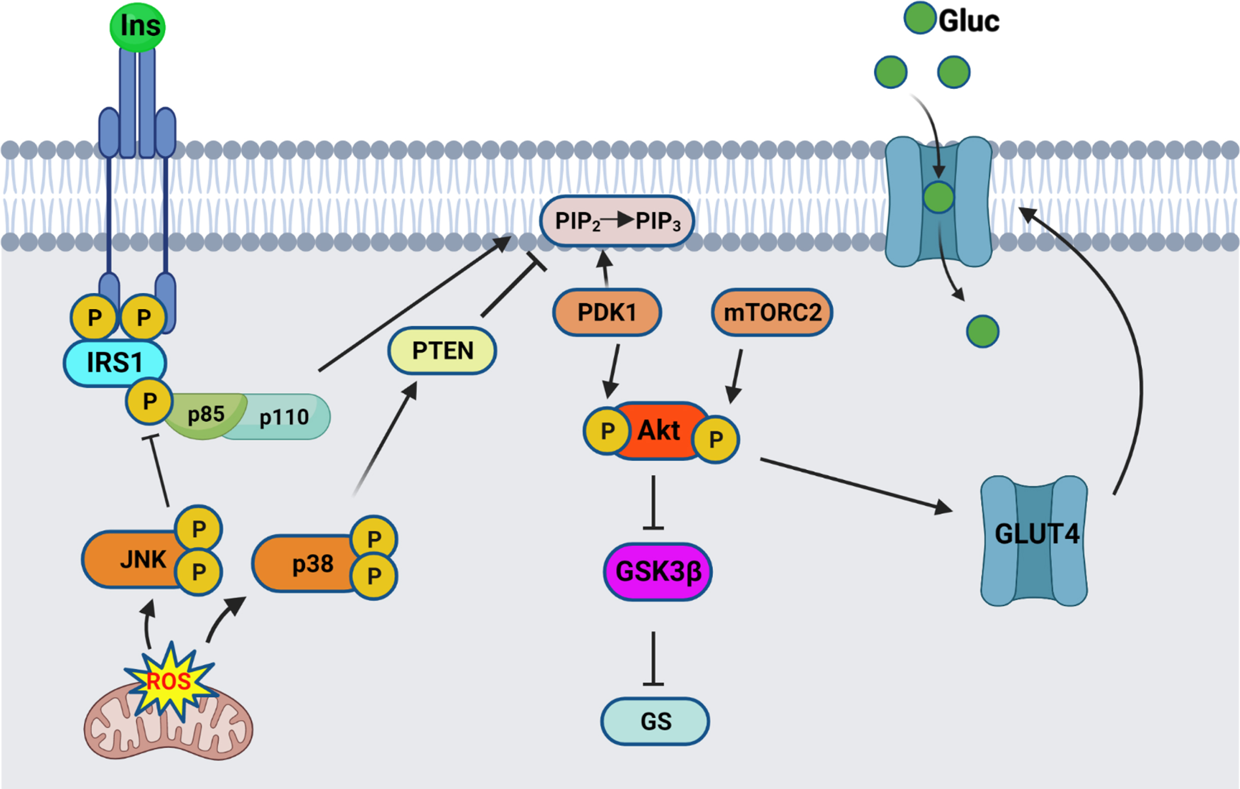 Insulin signaling pathway schematic. Insulin binds to the extracellular IR domain, inducing autophosphorylation of the intracellular domain, leading to recruitment and phosphorylation of IRS1. Regulatory subunit of PI3K, p85α, gets recruited to the bound IRS1, and activates the catalytic subunit, p110. Active PI3K converts PIP2 into PIP3 thereby recruiting PDK1 and Akt, resulting in phosphorylation of Akt on Thr308. Full activation of Akt occurs after phosphorylation on Ser473 by mTORC2. Active Akt inhibits GSK3β by Ser9 phosphorylation, therefore relieving the inhibition on Glycogen synthase (GS). Active Akt also leads to translocation of the glucose transporter GLUT4 from intracellular pools towards the membrane, where it allows glucose uptake. The stress response proteins, JNK and p38 MAPK, are activated by mitochondrial-generated ROS and result in inhibition of the insulin signaling pathway. Schematic created by Rabab Al-Lahham in BioRender.com
