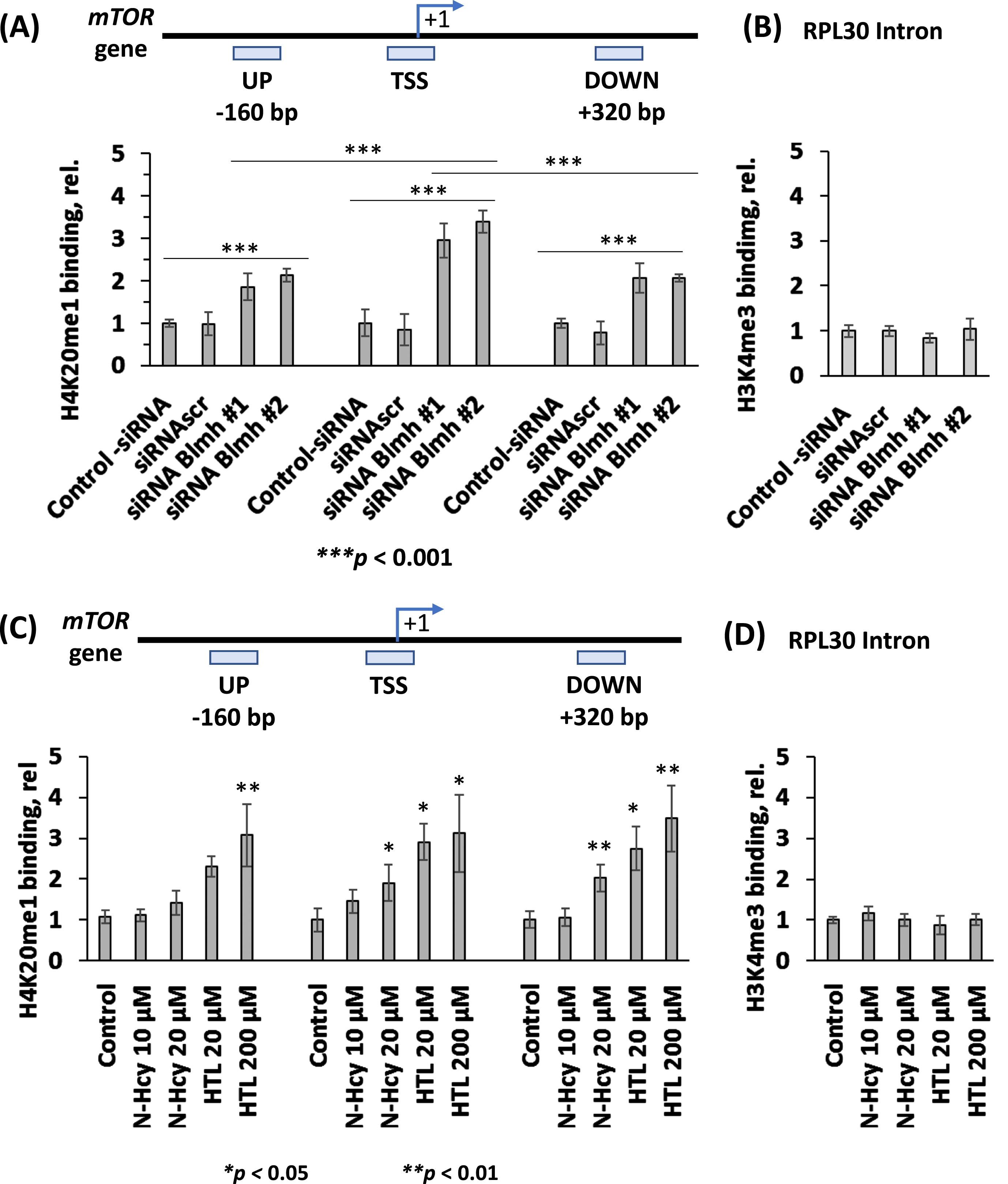 Blmh gene silencing or treatment with Hcy-thiolactone or N-Hcy-protein increases H4K20me1 binding at the mTOR promoter in mouse neuroblastoma N2a-APPswe cells. A) CUT&RUN assays with anti-H4K20me1 antibody show specific binding of H4K20me1 at the transcription start site (TSS) of the mTOR gene as well as downstream and upstream sites in Blmh siRNA-silenced N2a-APPswe cells. Bar graphs show the relative H4K20me1 binding at the indicated regions of the mTOR gene in N2a-APPswe cells transfected with two different siRNAs targeting the Blmh gene (siRNA Blmh #1 and #2). Transfections without siRNA (Control -siRNA) or with scrambled siRNA (siRNAscr) were used as controls. B) Control CUT&RUN experiment with anti-H3K4me3 antibody shows that Blmh gene-silencing did not affect the binding of H3K4me3 at the Rpl30 intron. RT-qPCR was conducted on the input and precipitated DNA fragments. Data are averages of three independent experiments. C) N2a-APPswe cells were treated with the indicated concentrations of N-Hcy-protein or Hcy-thiolactone (HTL) for 24 h at 37°C. Untreated cells were used as controls. The CUT&RUN assays with anti-H4K20me1 antibody show that H4K20me1 binds to the transcription start site (TSS) of the mTOR gene as well as downstream and upstream sites. Bar graphs show relative H4K20me1 binding at the indicated regions of the mTOR gene. D) A control CUT&RUN experiment with anti-H3K4me3 antibody shows that Hcy-thiolactone and N-Hcy-protein did not affect the binding of H3K4me3 at the Rpl30 intron. Panels C and D were reproduced with permission from [51]. RT-qPCR was conducted on the input and precipitated DNA fragments. Data are mean ± SD of three biologically independent experiments. p-values were calculated by one-way ANOVA with Tukey’s multiple comparisons test. *p<0.05, **p<0.01, ***p<0.001.